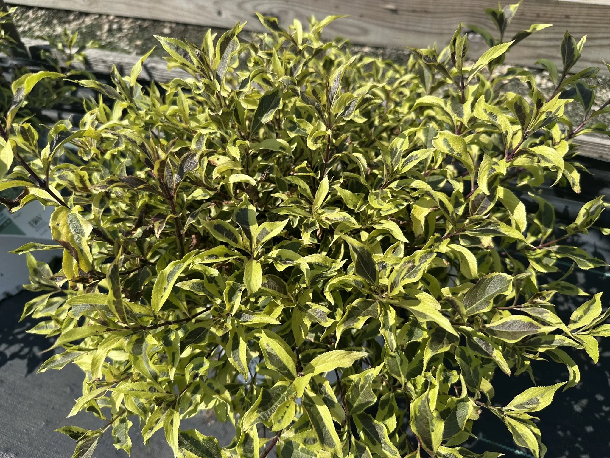 Weigela florida Bubbly Wine® 'FLORACLAR' PP35328