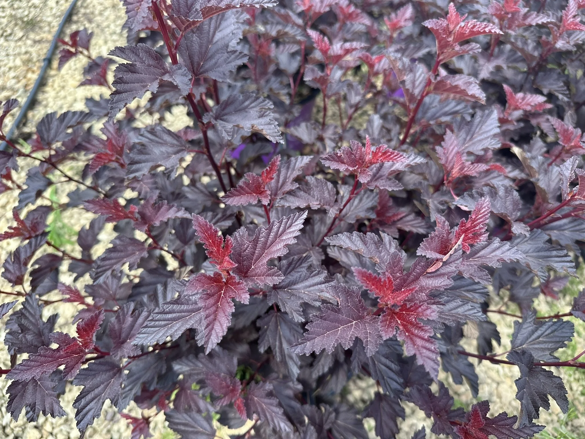 Physocarpus op. Fireside® 'UMNHarpell' PP30792