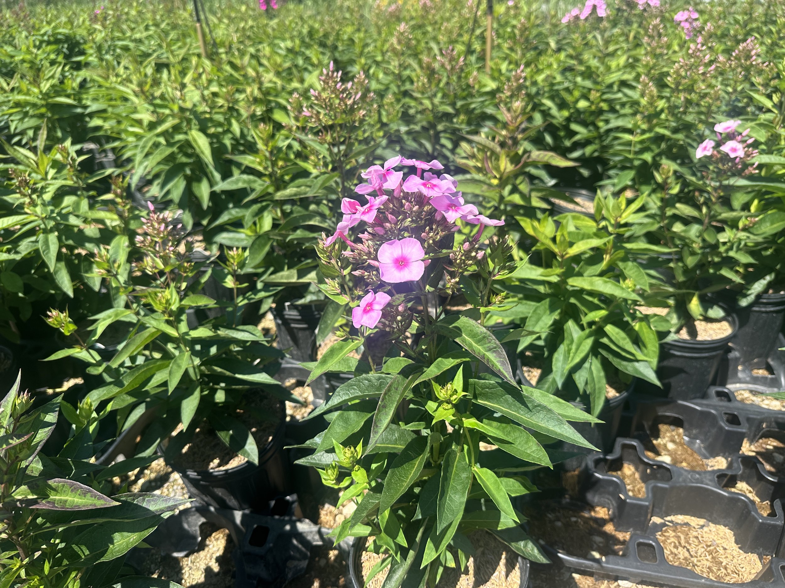 Phlox paniculata Candy Store® Cotton Candy™ 'DITOMFAV' PP21369
