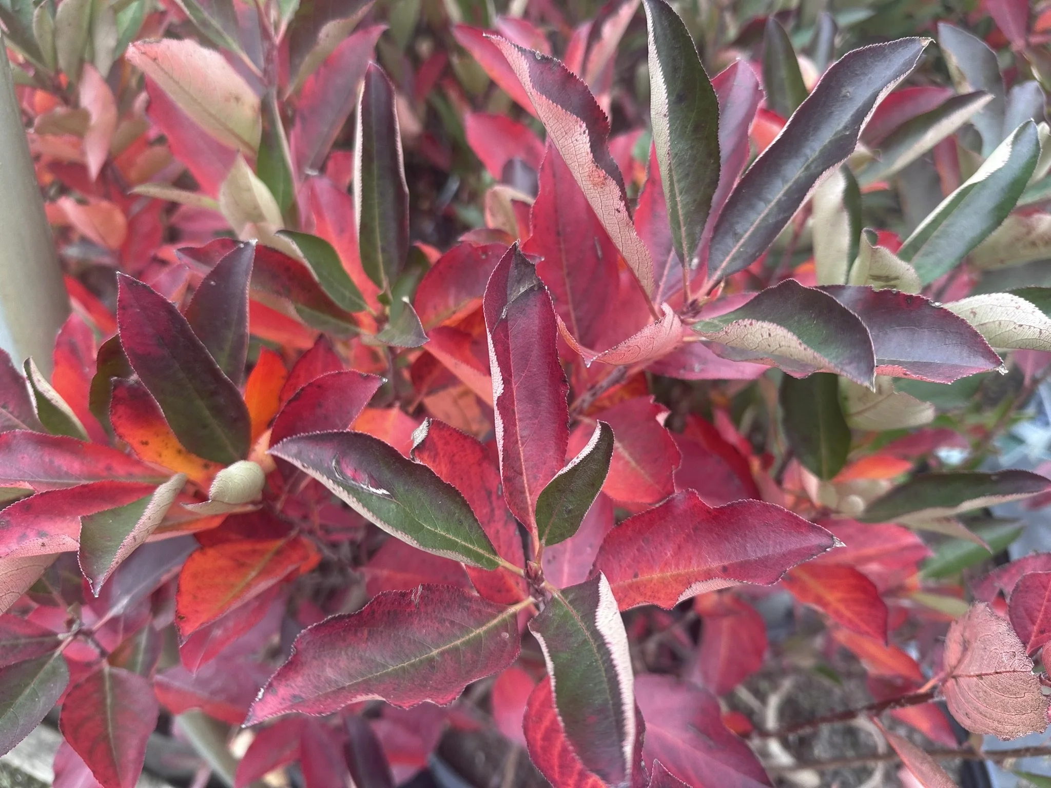 Aronia Lowscape Snow Fire.JPEG