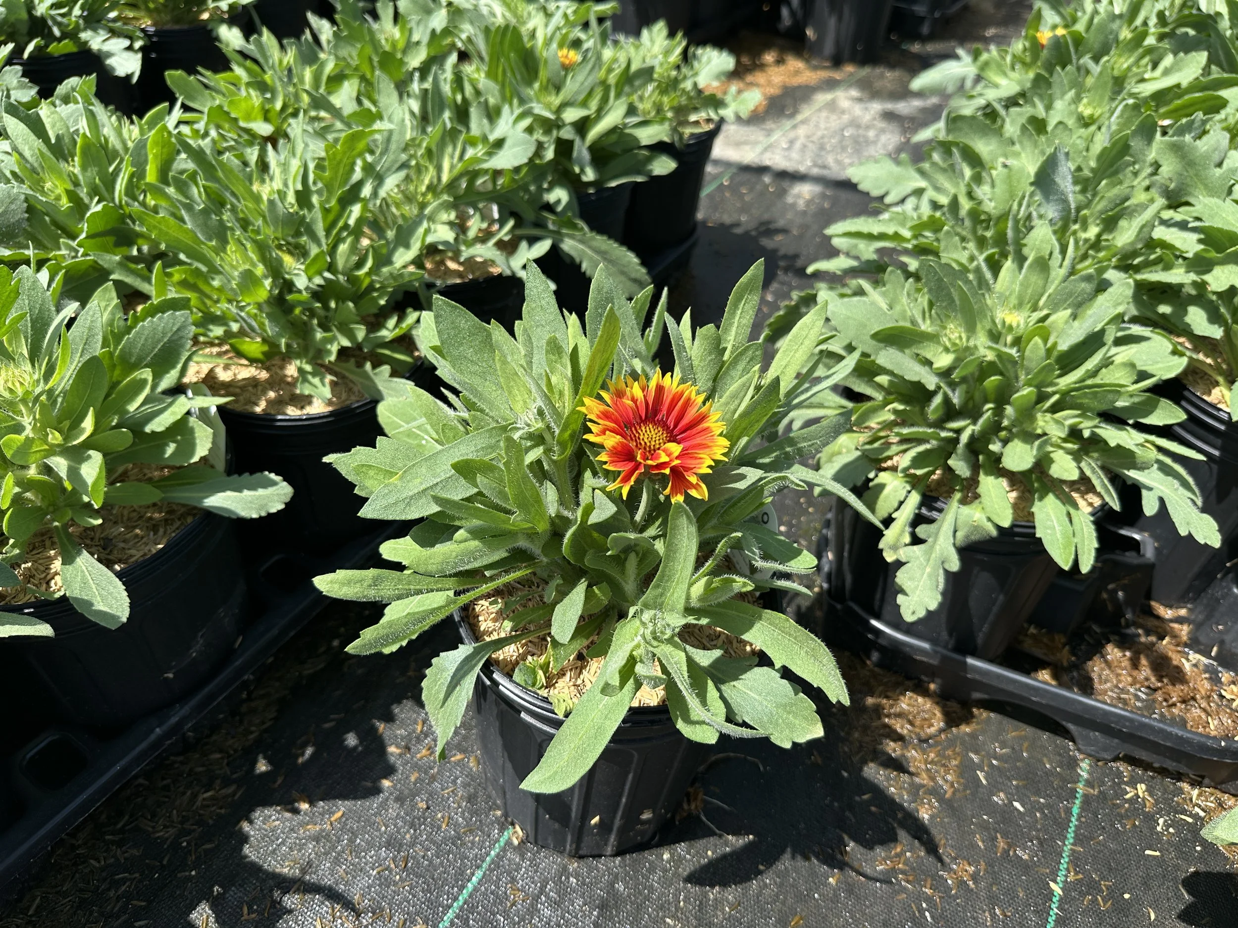Gaillardia Arizona Sun.JPG