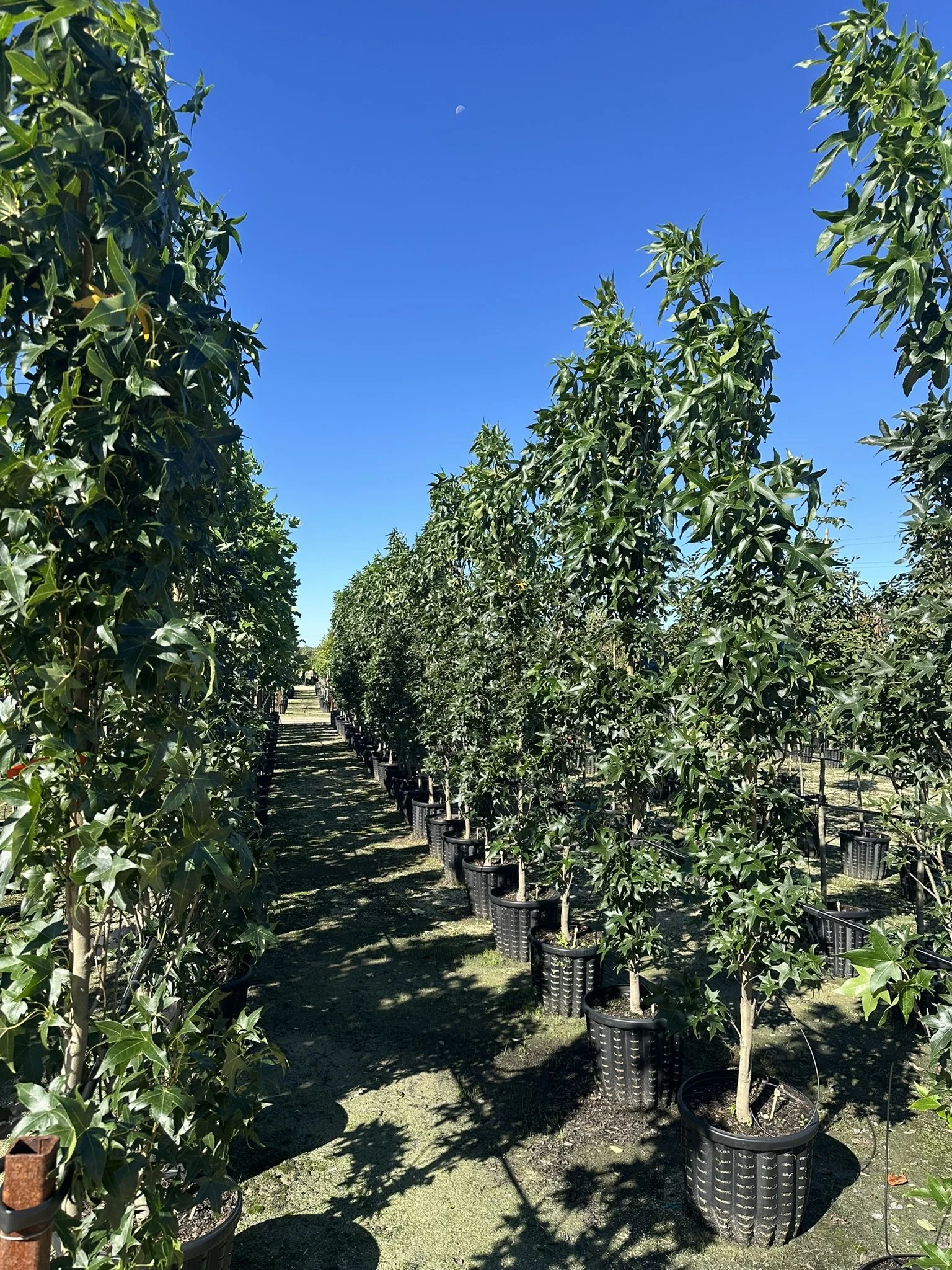Liquidambar styraciflua 'Slender Silhouette'