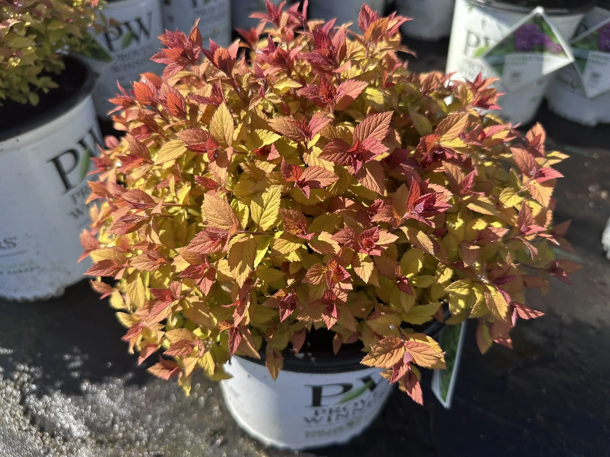 Spiraea japonica Double Play Dolly® 'SMNSJSA' PP35032