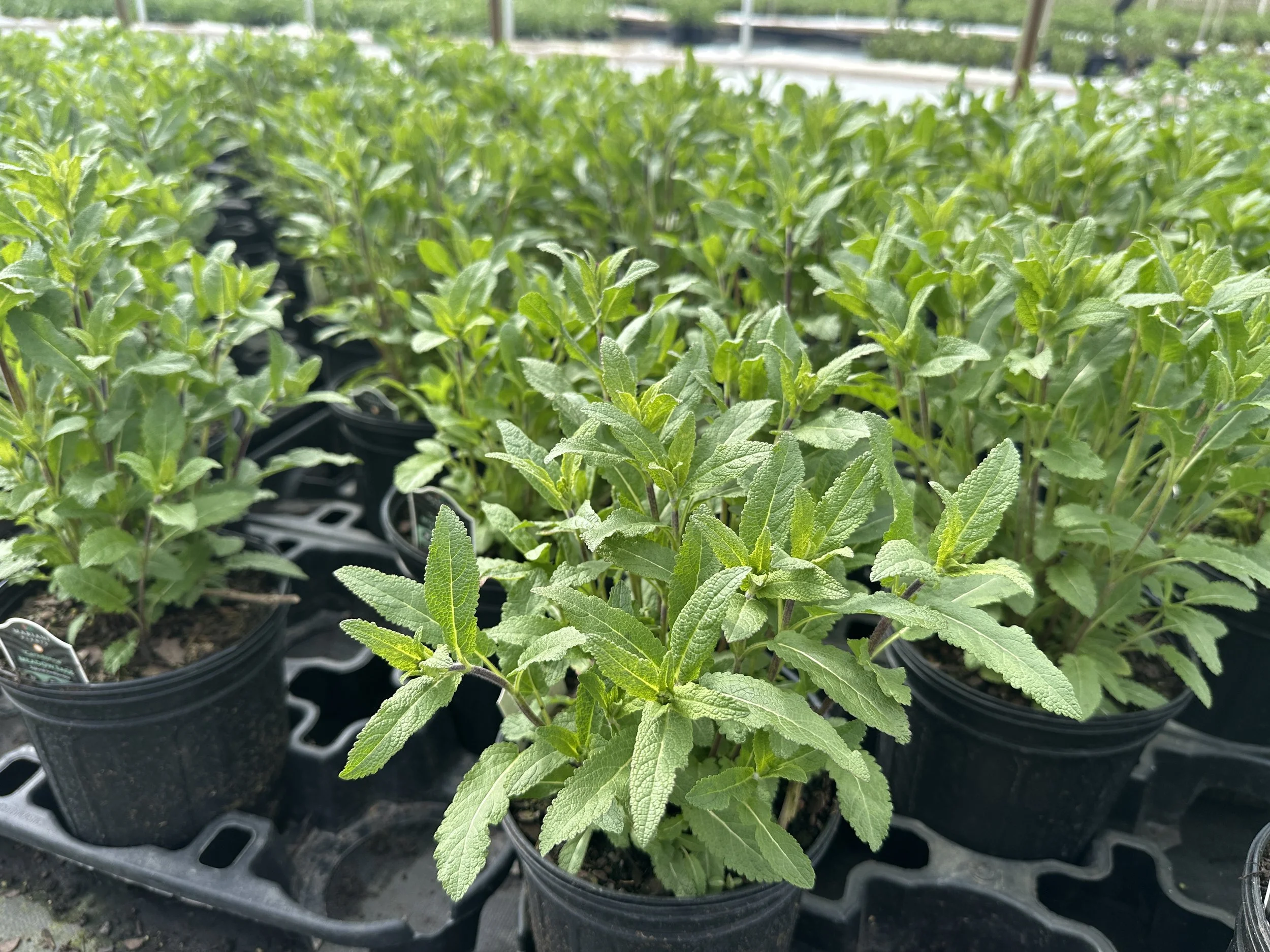 Salvia Caradonna.JPG