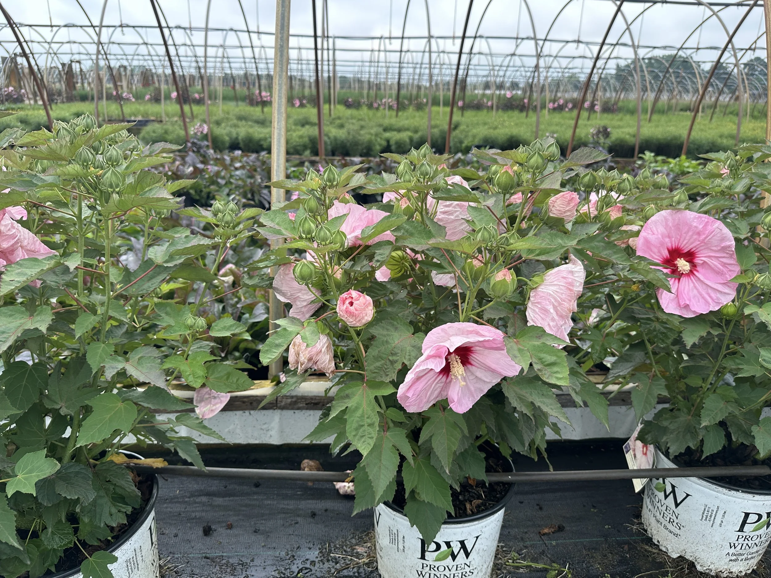 Hibiscus All Eyes on Me.JPG