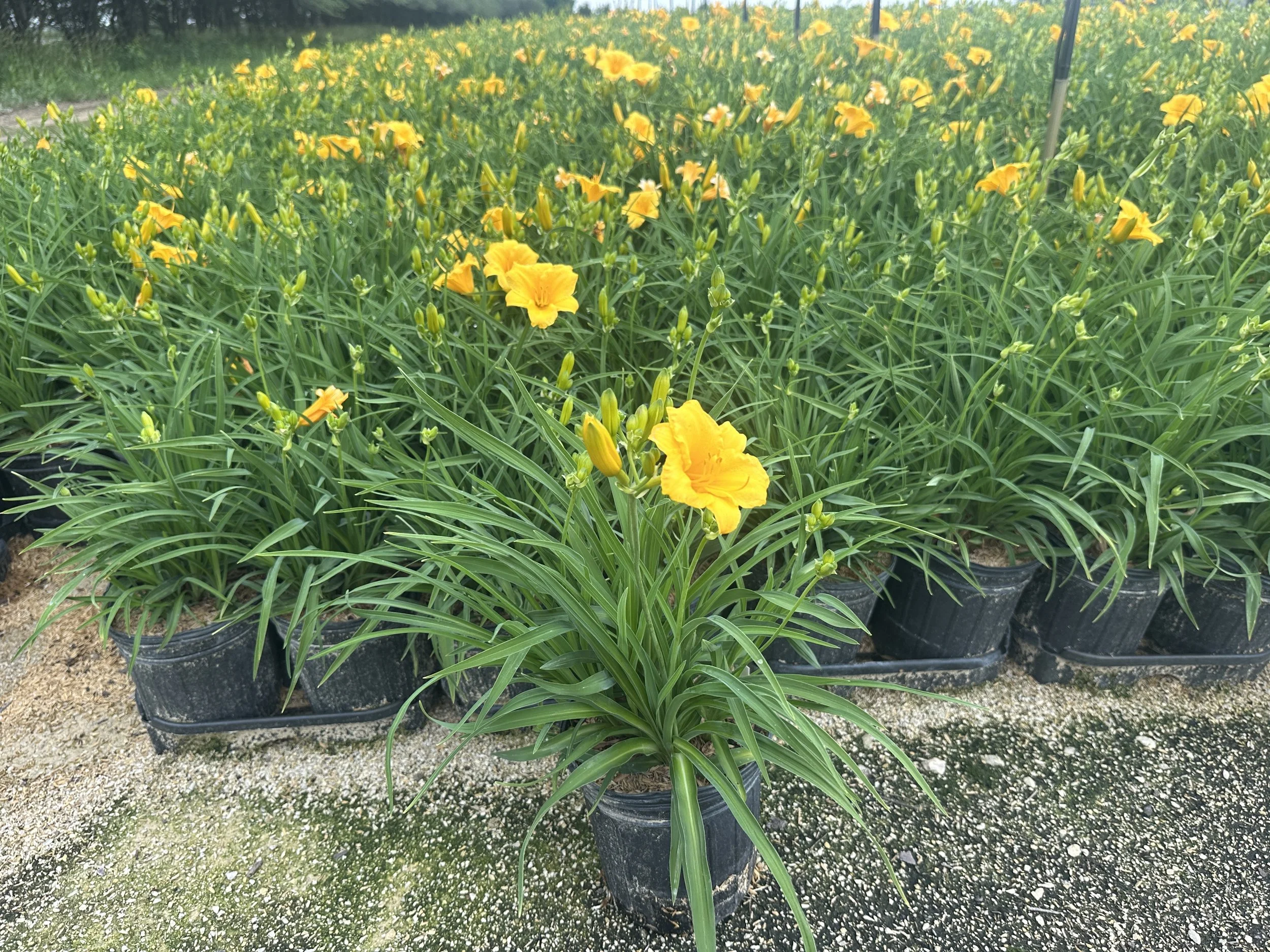 Hemerocallis 'Stella de Oro'