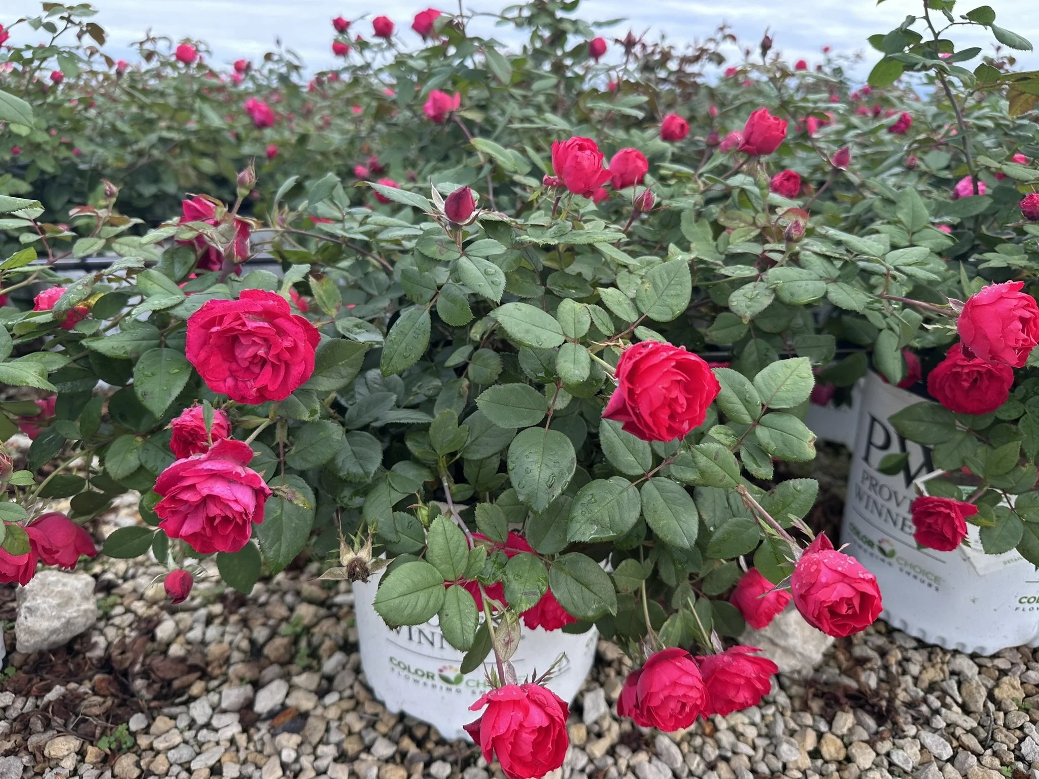 Rosa Oso Easy Double Red® 'Meipeporia' PP26298