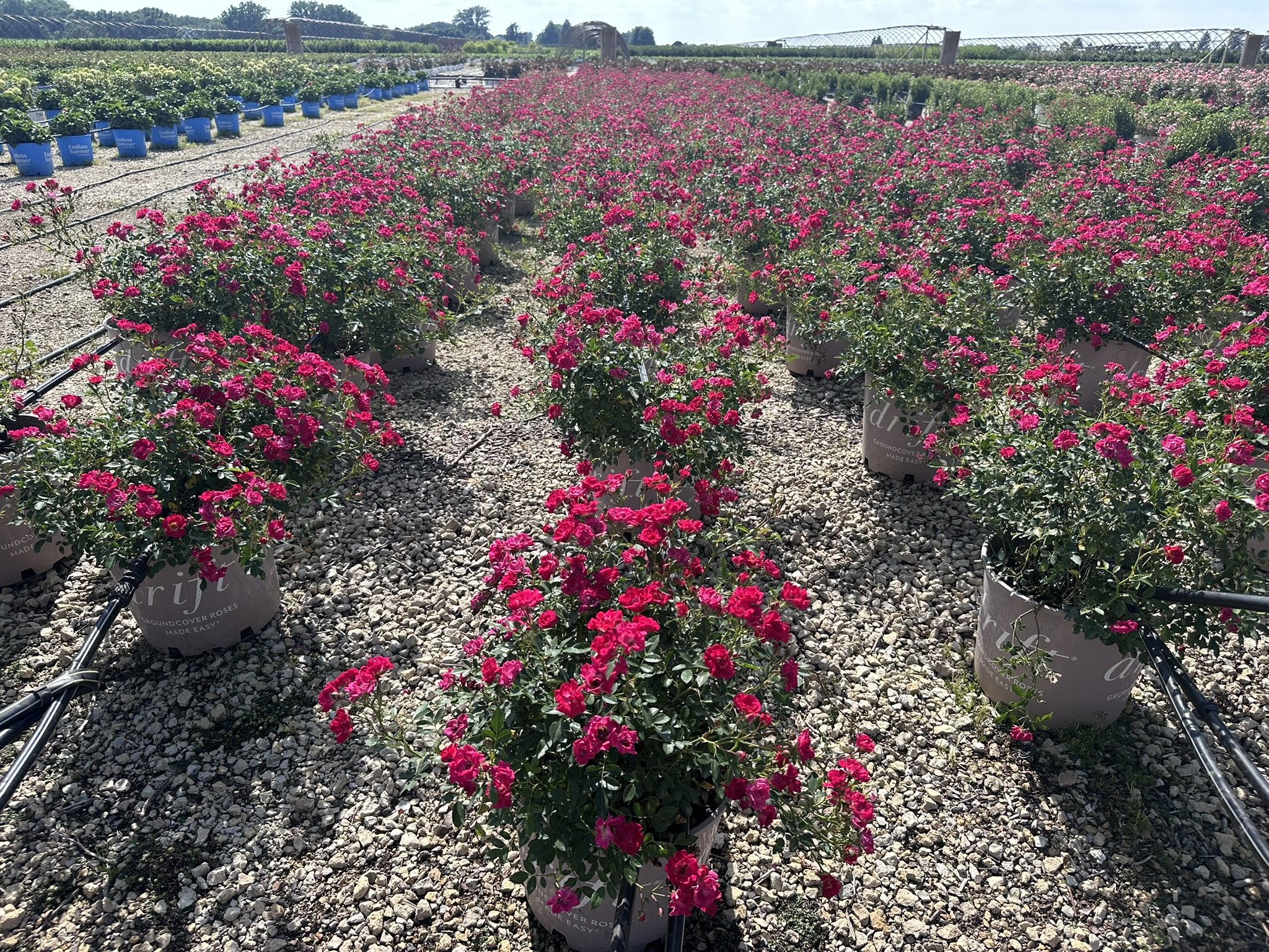 Rosa Red Drift® 'Meigalpio' PP17877