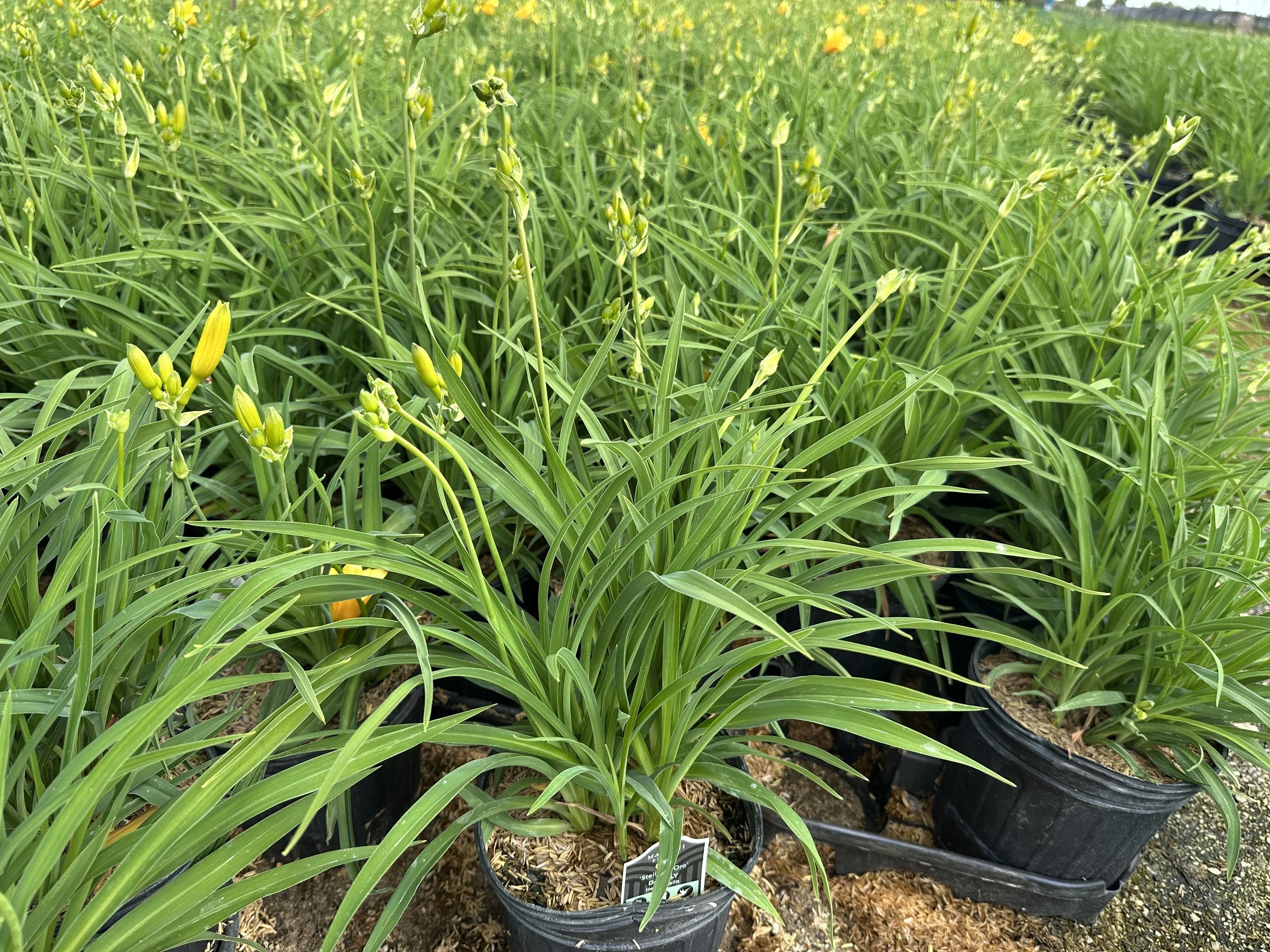 Hemerocallis 'Stella de Oro'