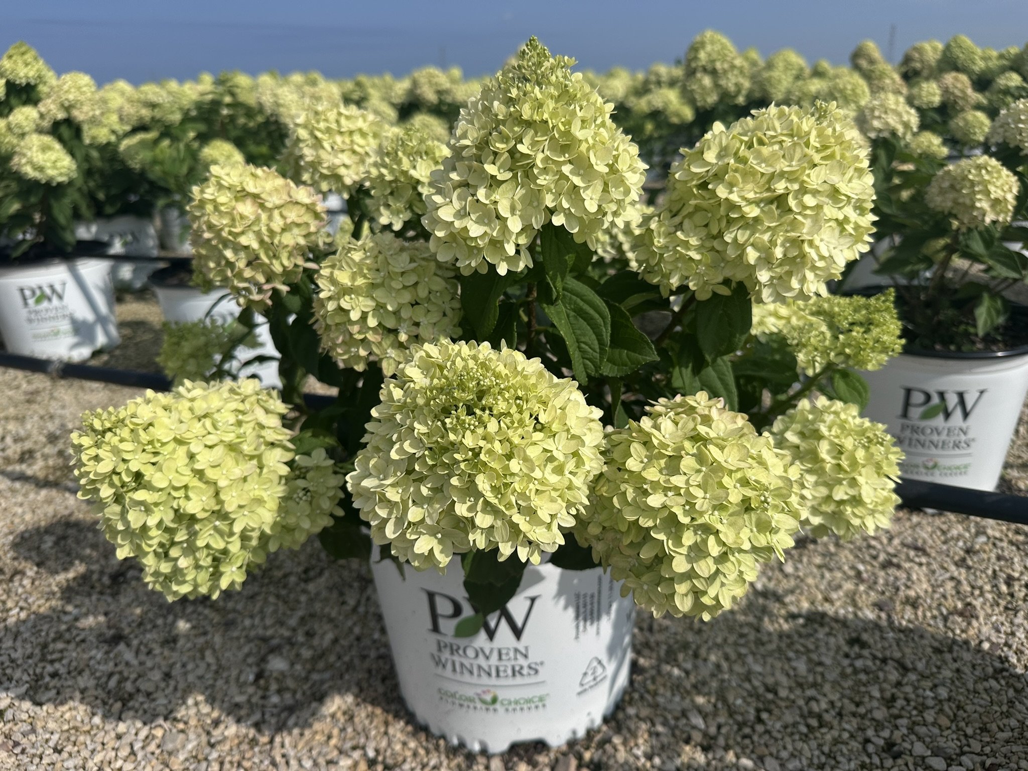 Hydrangea paniculata Little Lime® 'Jane' PP22330
