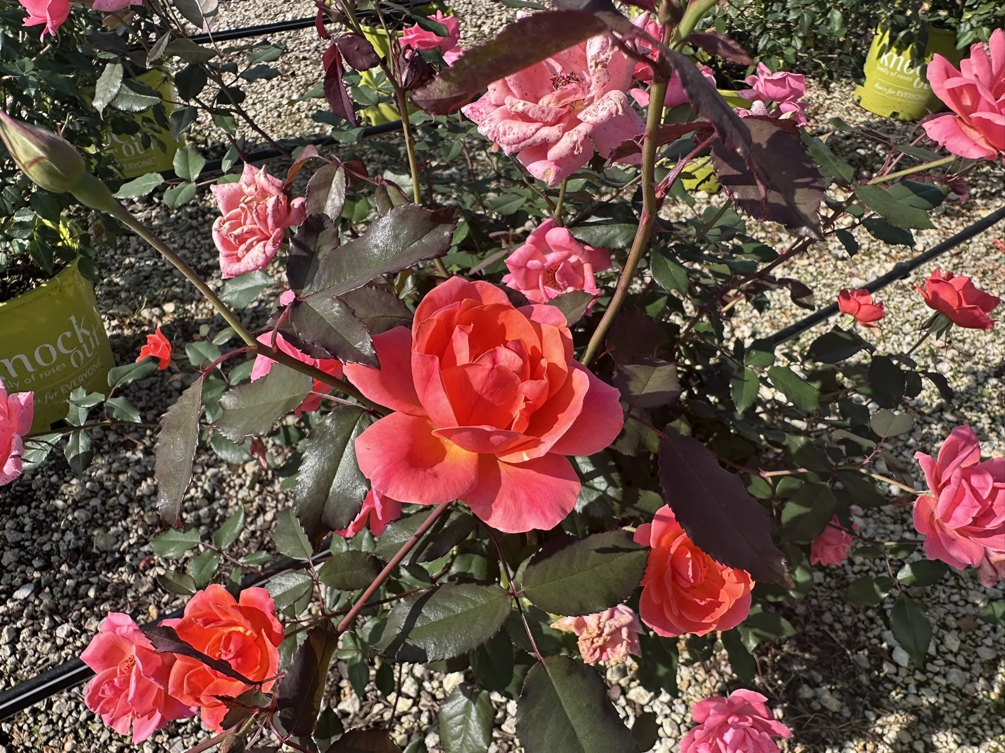 Rosa Coral Knock Out® PP19803