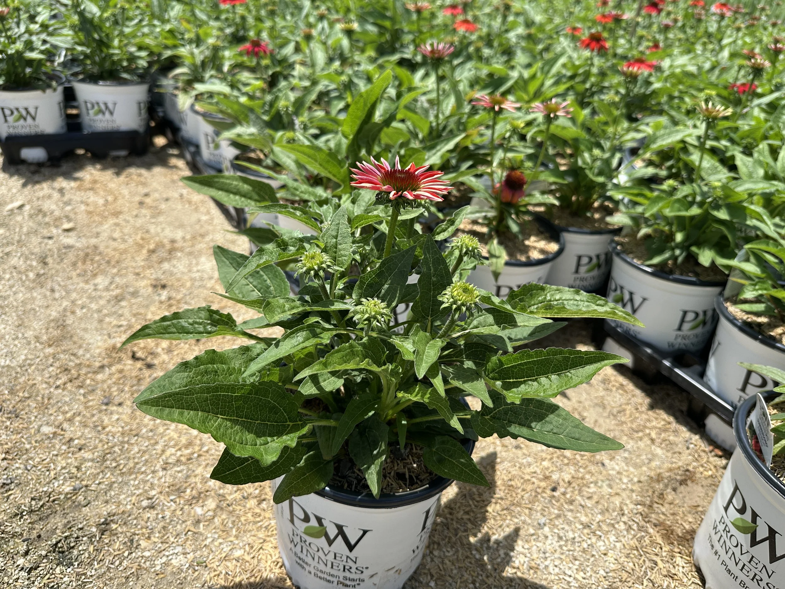 Echinacea Summersong™ Firefinch™