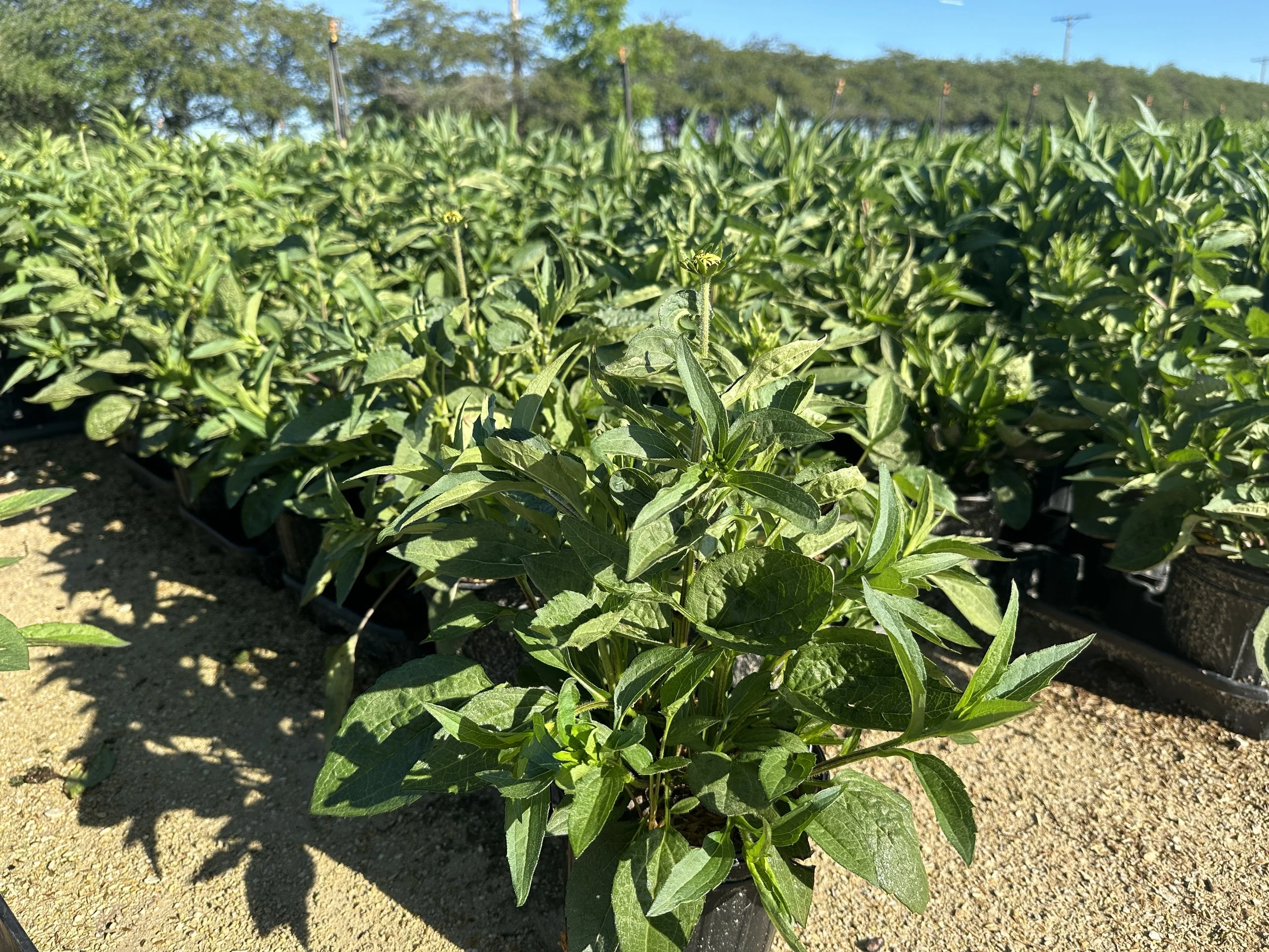 Rudbeckia Goldblitz.JPG