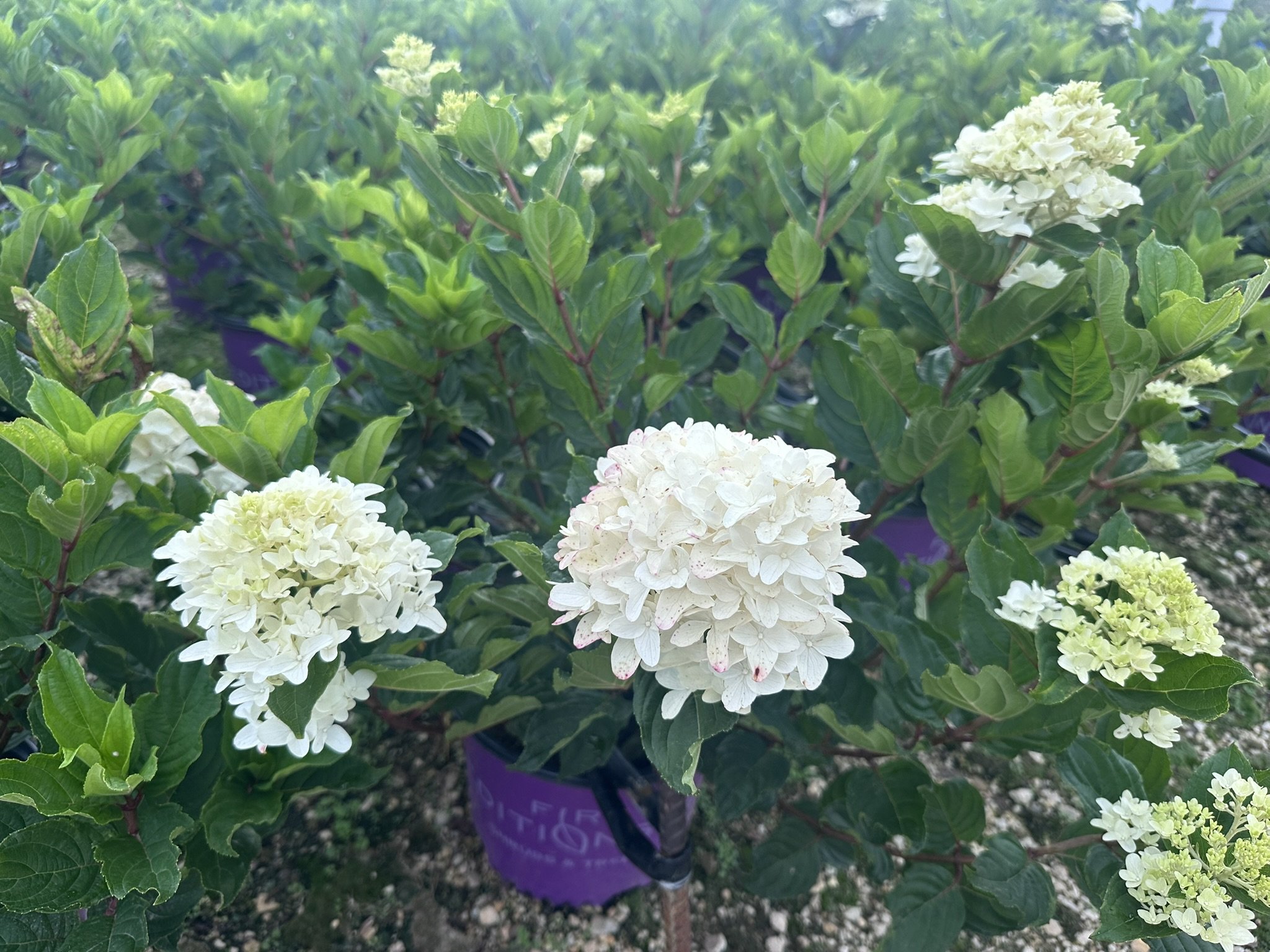Hydrangea paniculata Spring Sizzle® 'BAILPANTHREE' PP36526