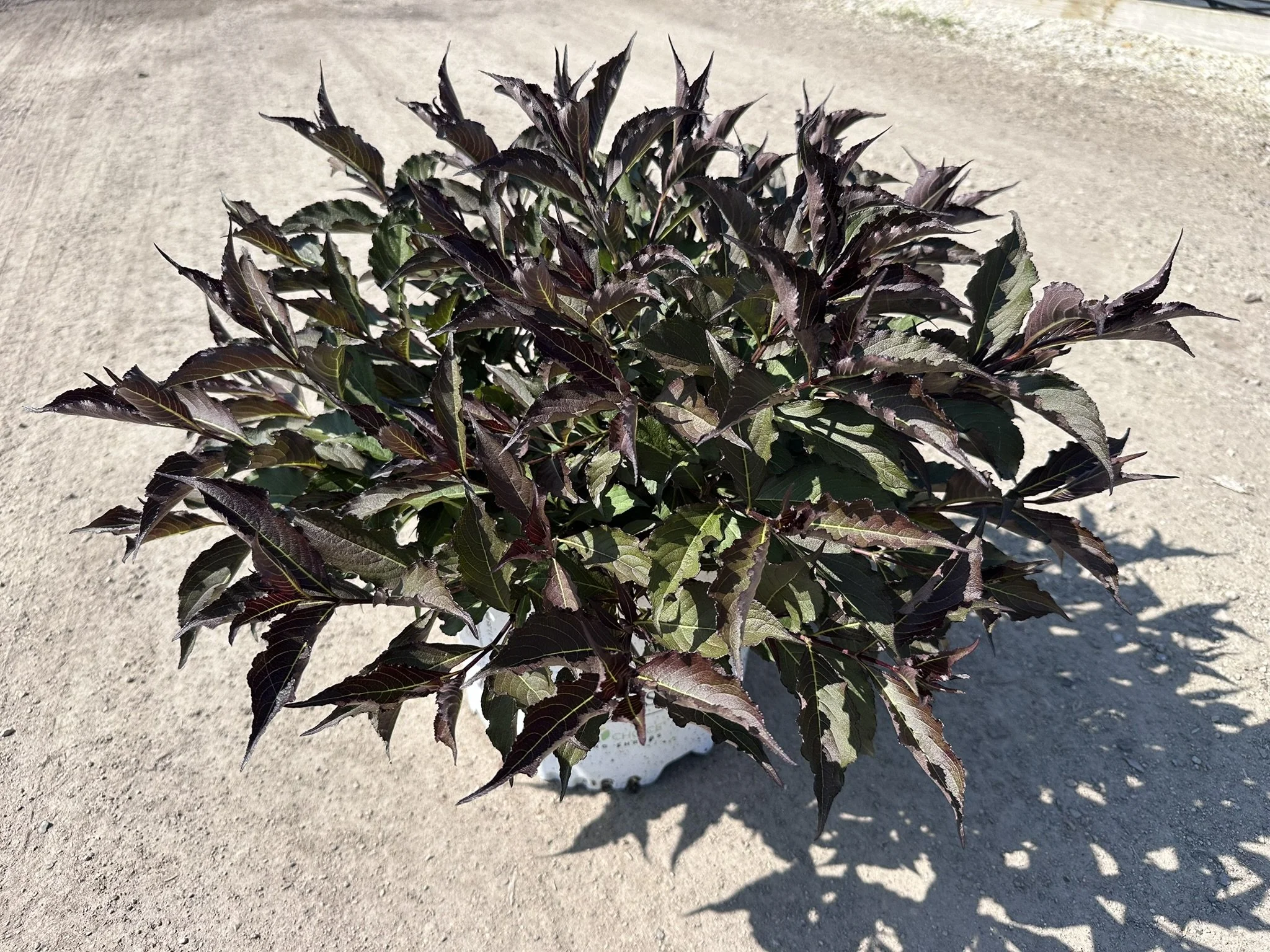 Weigela florida Spilled Wine® 'Bokraspiwi' PP23781