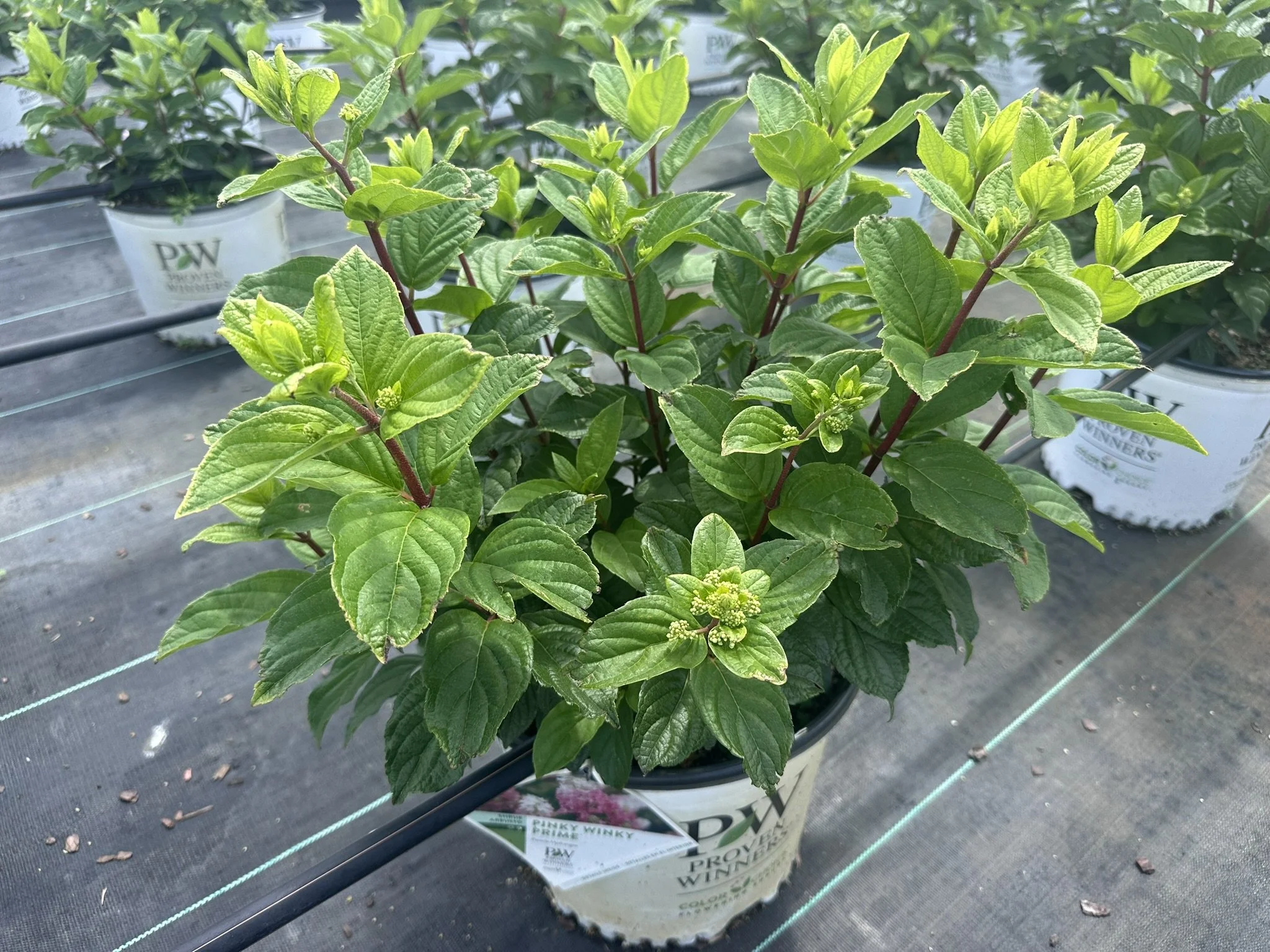Hydrangea Pinky Winky PRIME.JPEG