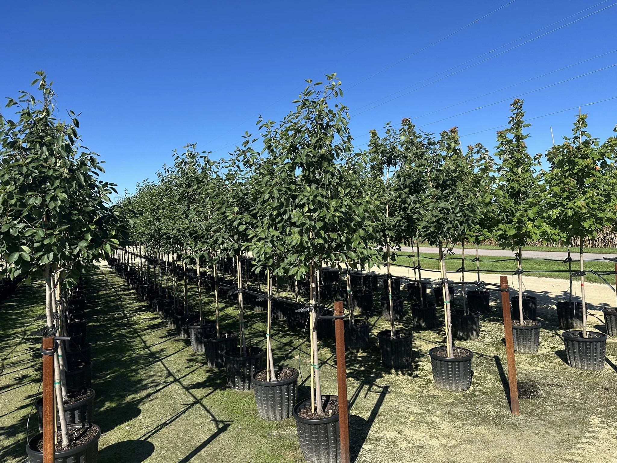 Amelanchier x grandiflora Autumn Brilliance®