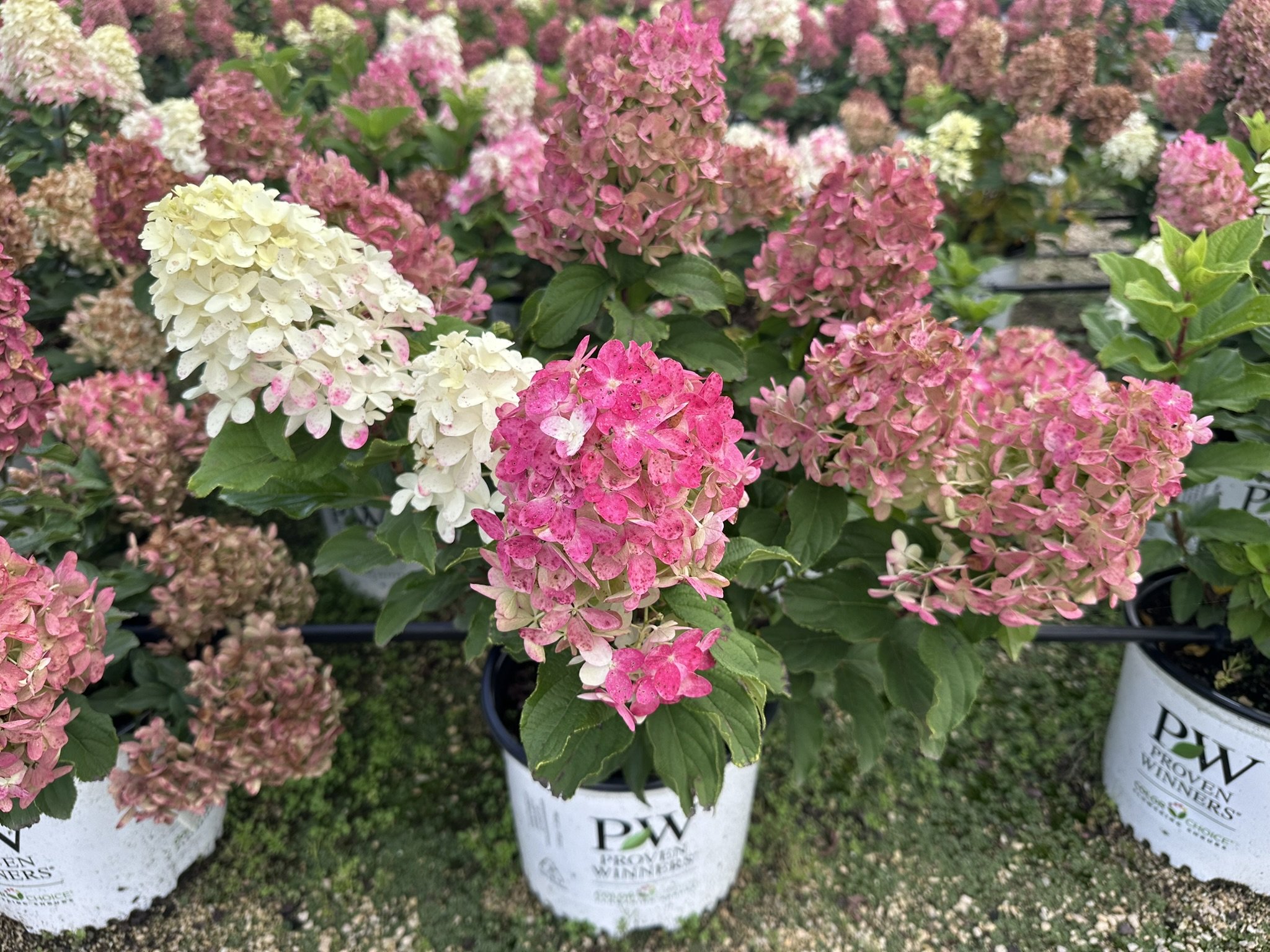 Hydrangea Quick Fire FAB.JPEG