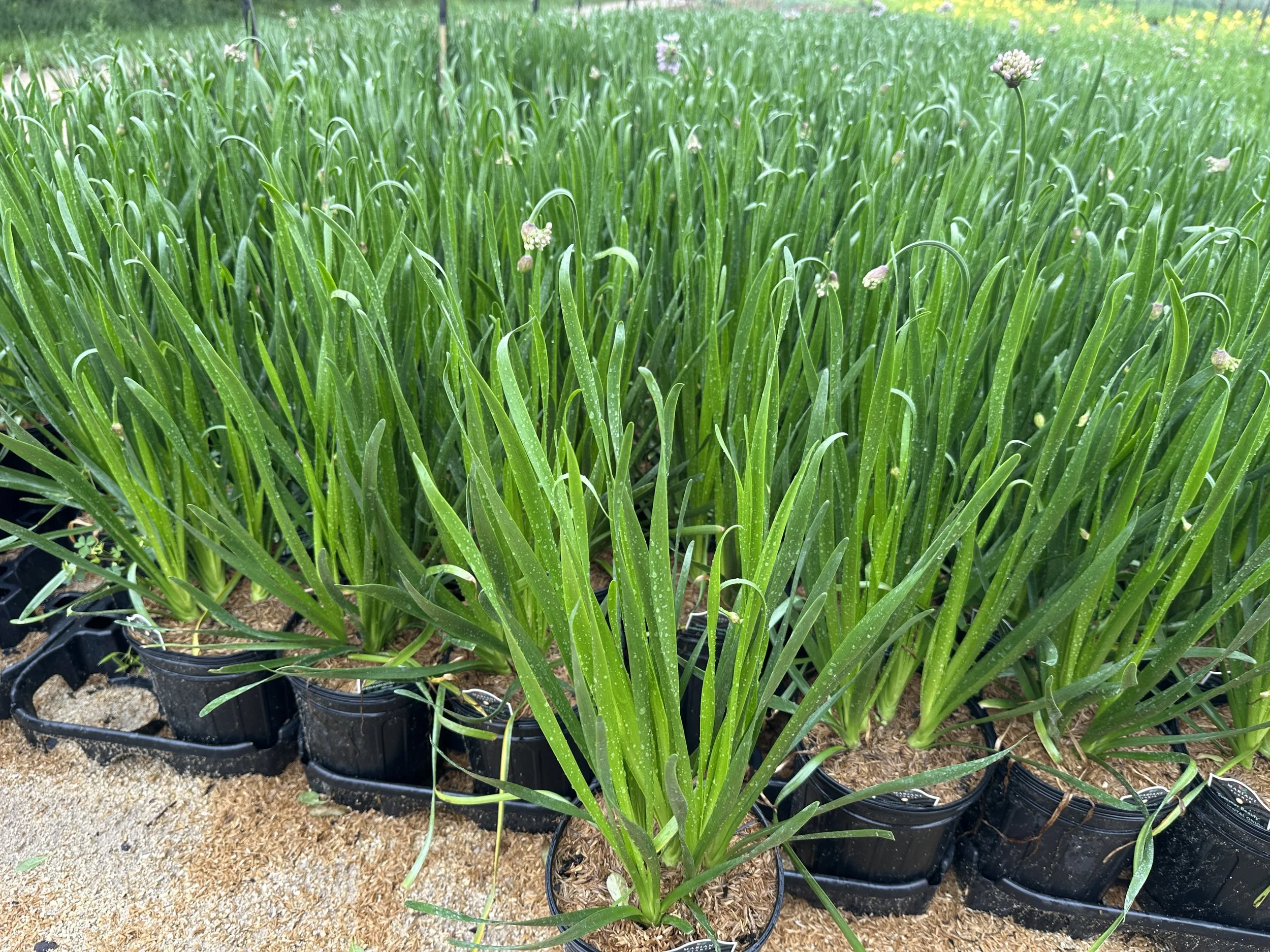 Allium 'Summer Beauty'