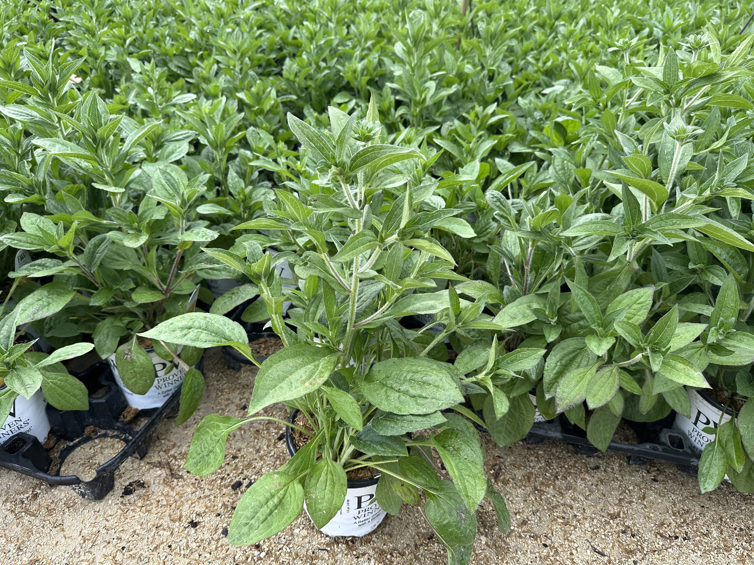 Rudbeckia Treasure Trove.JPG