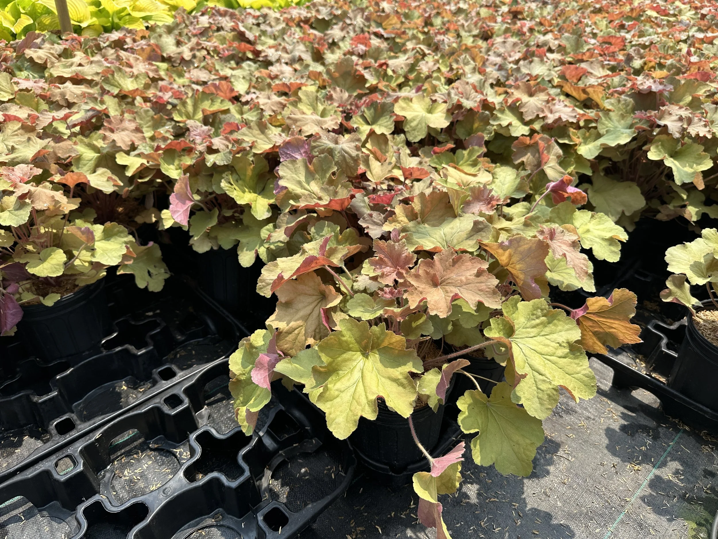 Heuchera Caramel.JPG