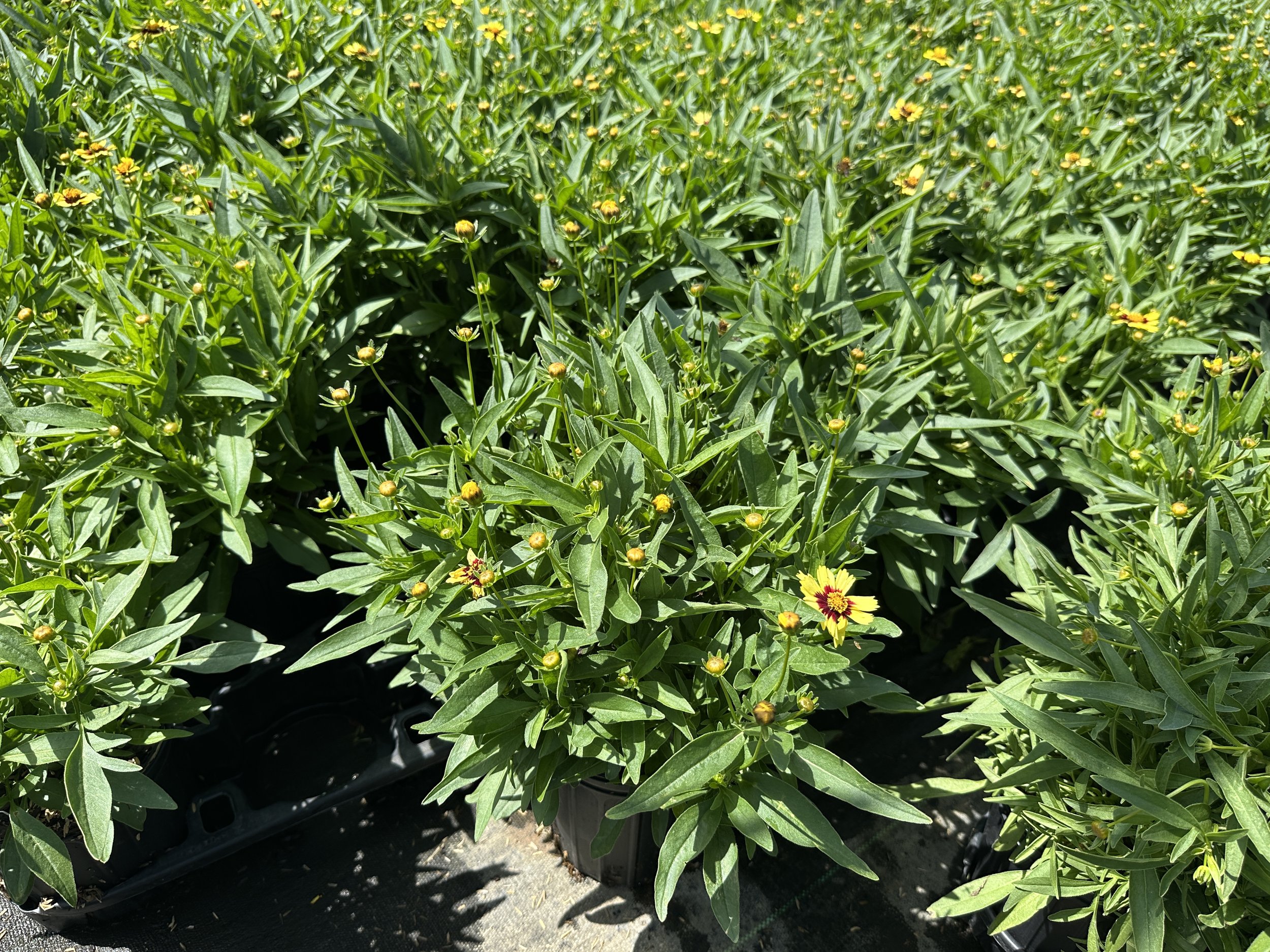 Coreopsis UpTick™ Yellow & Red 'Baluptowed' PP28865