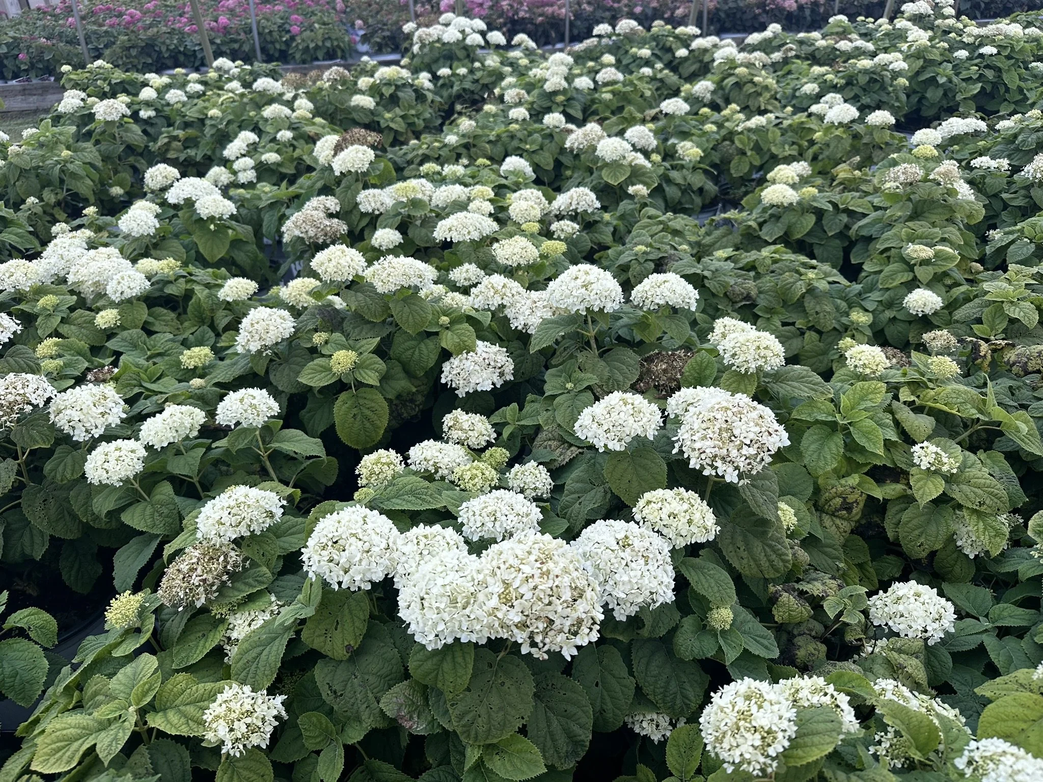 Hydrangea arborescens Invincibelle® Wee White® 2.0 'SMNDSA' PPAF
