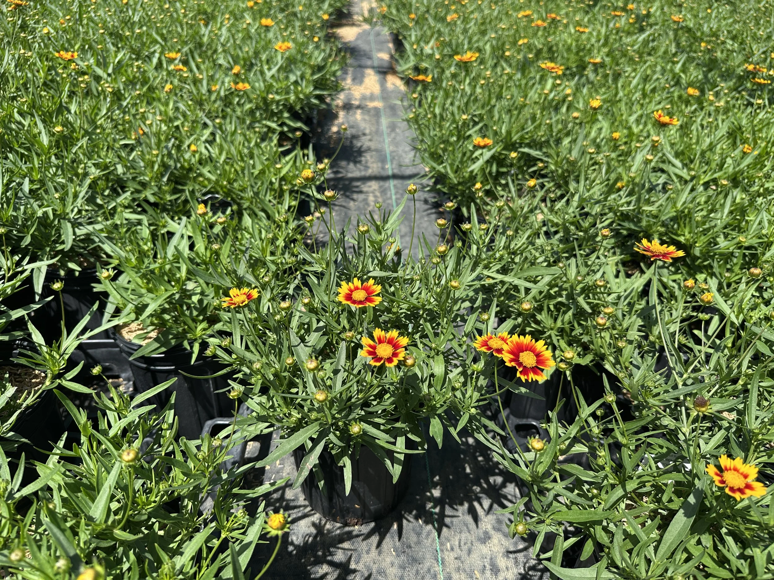 Coreopsis Li'l Bang™ 'Daybreak' PP27138