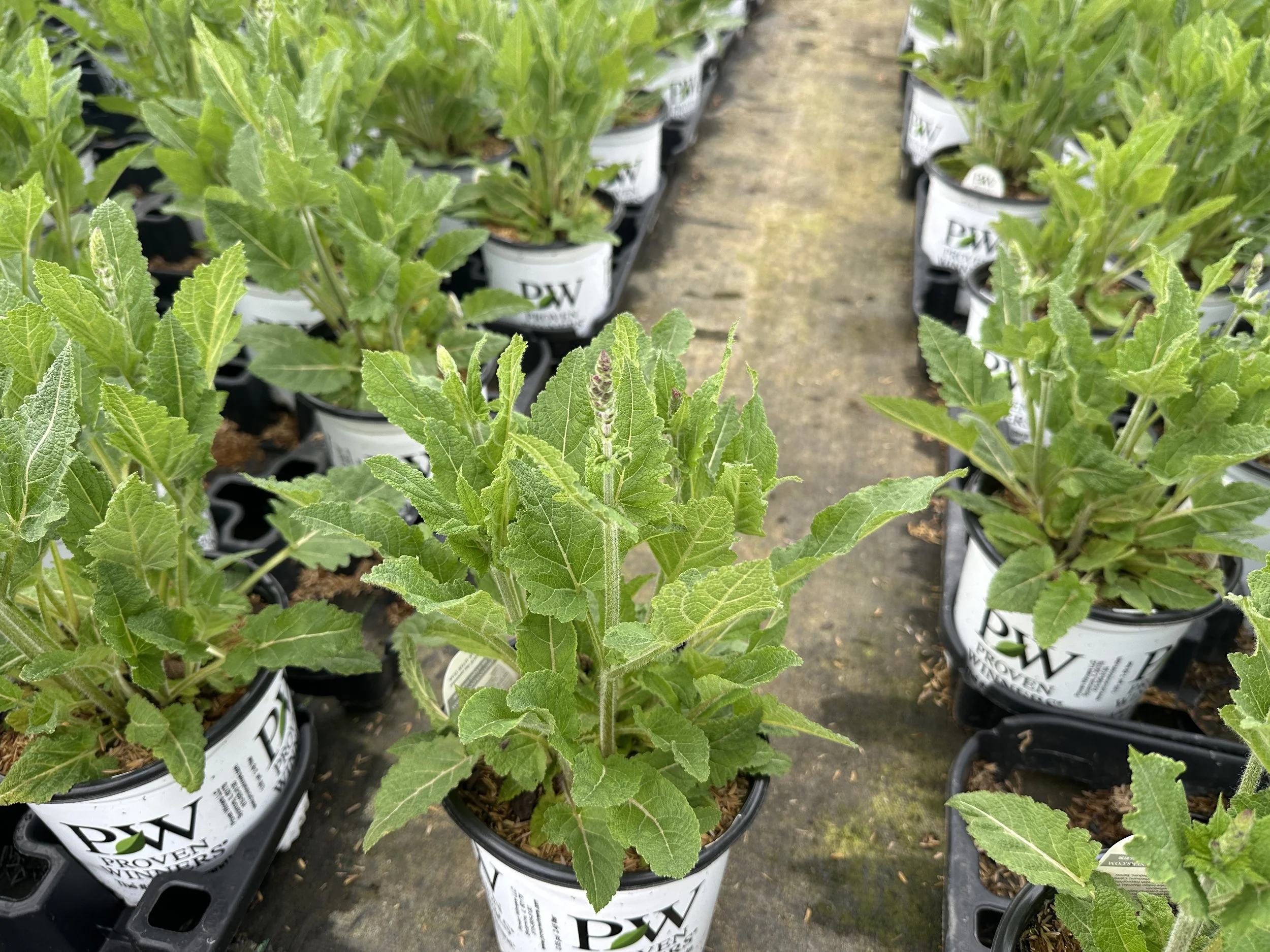 Salvia Color Spires® 'Back to the Fuchsia' PP32920