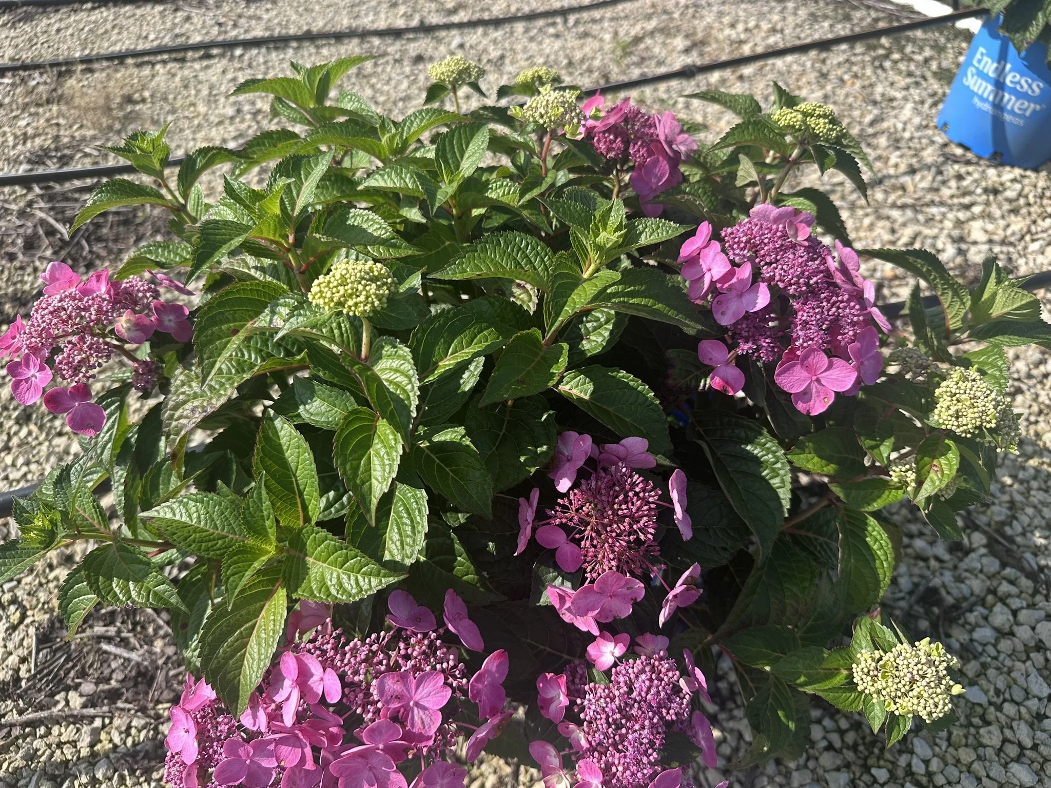 Hydrangea macrophylla Pop Star® 'BAILMACSIX' PP33703