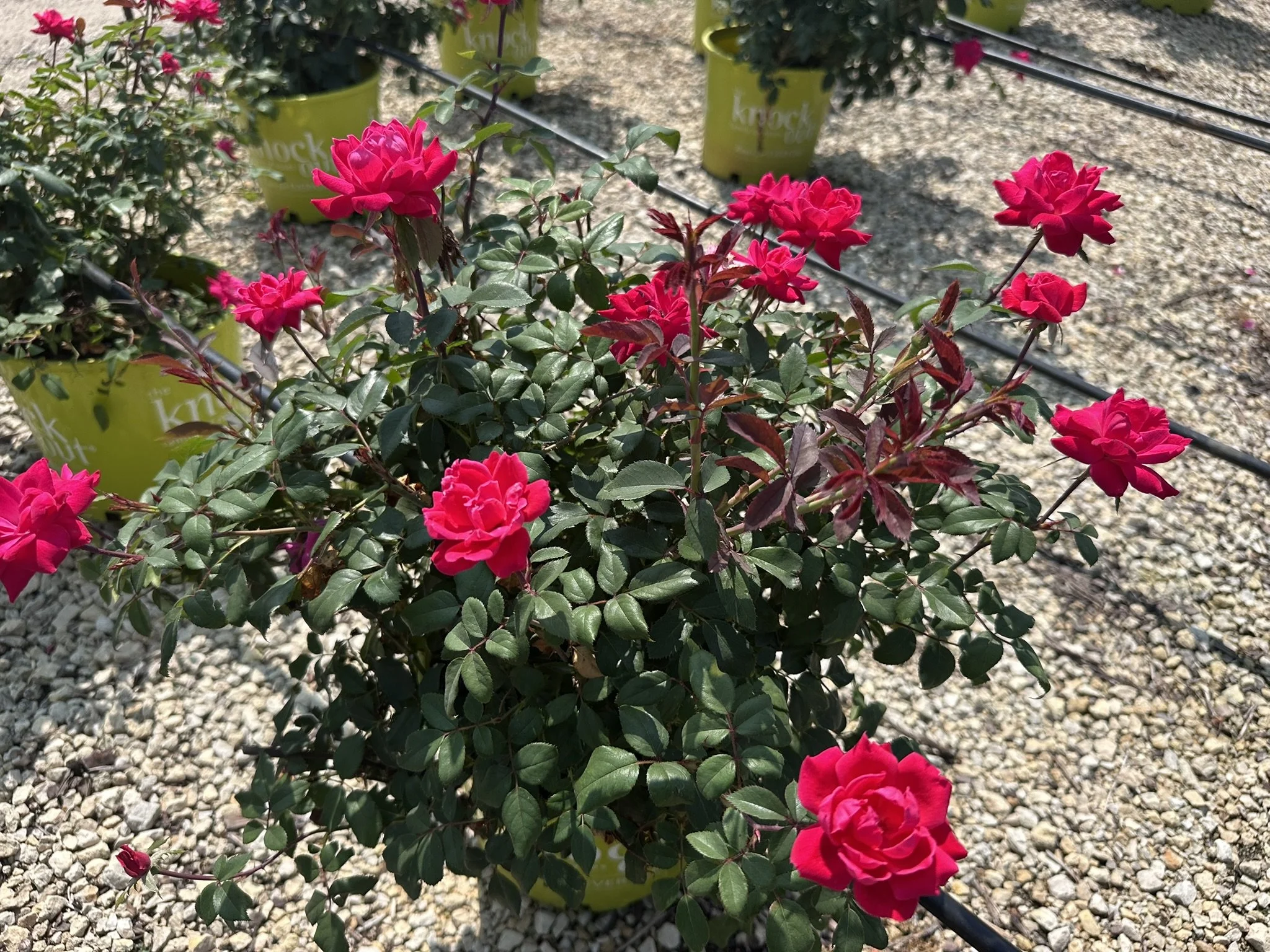 Rosa Double Knock Out® 'Radtko' PP16202
