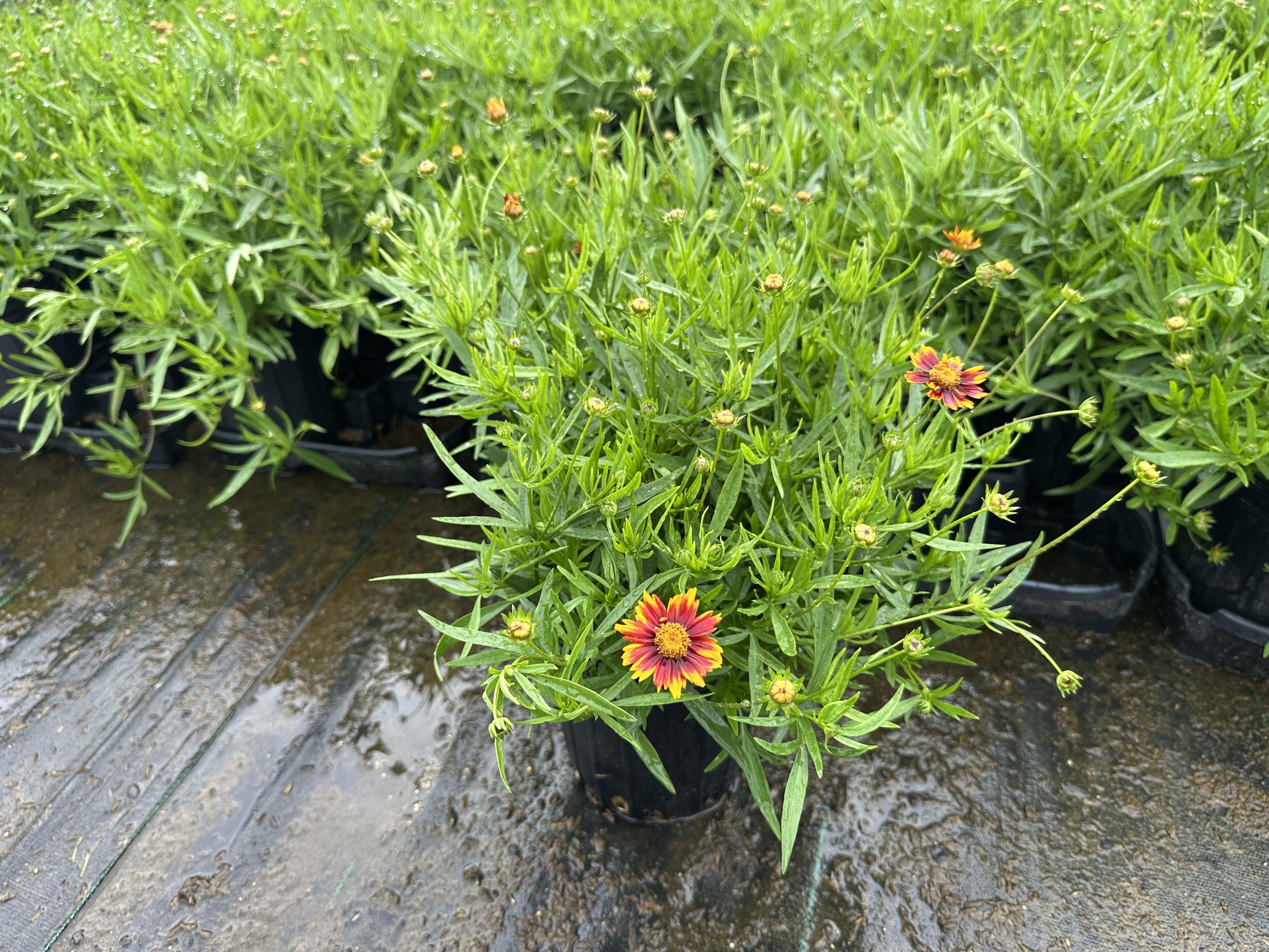 Coreopsis Li'l Bang™ 'Daybreak' PP27138