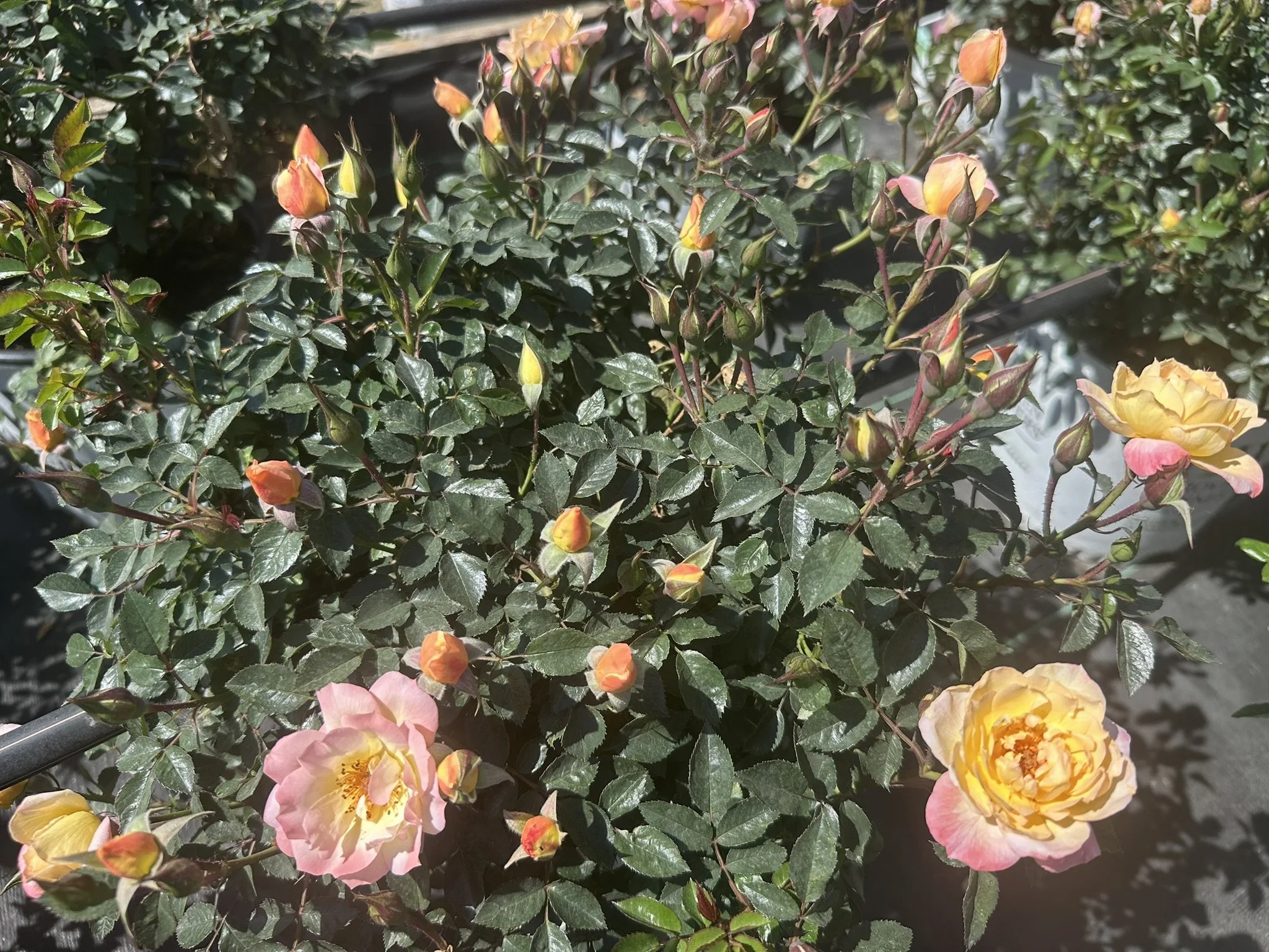 Rosa Oso Easy Italian Ice® 'CHEWNICEBELL' PP26532