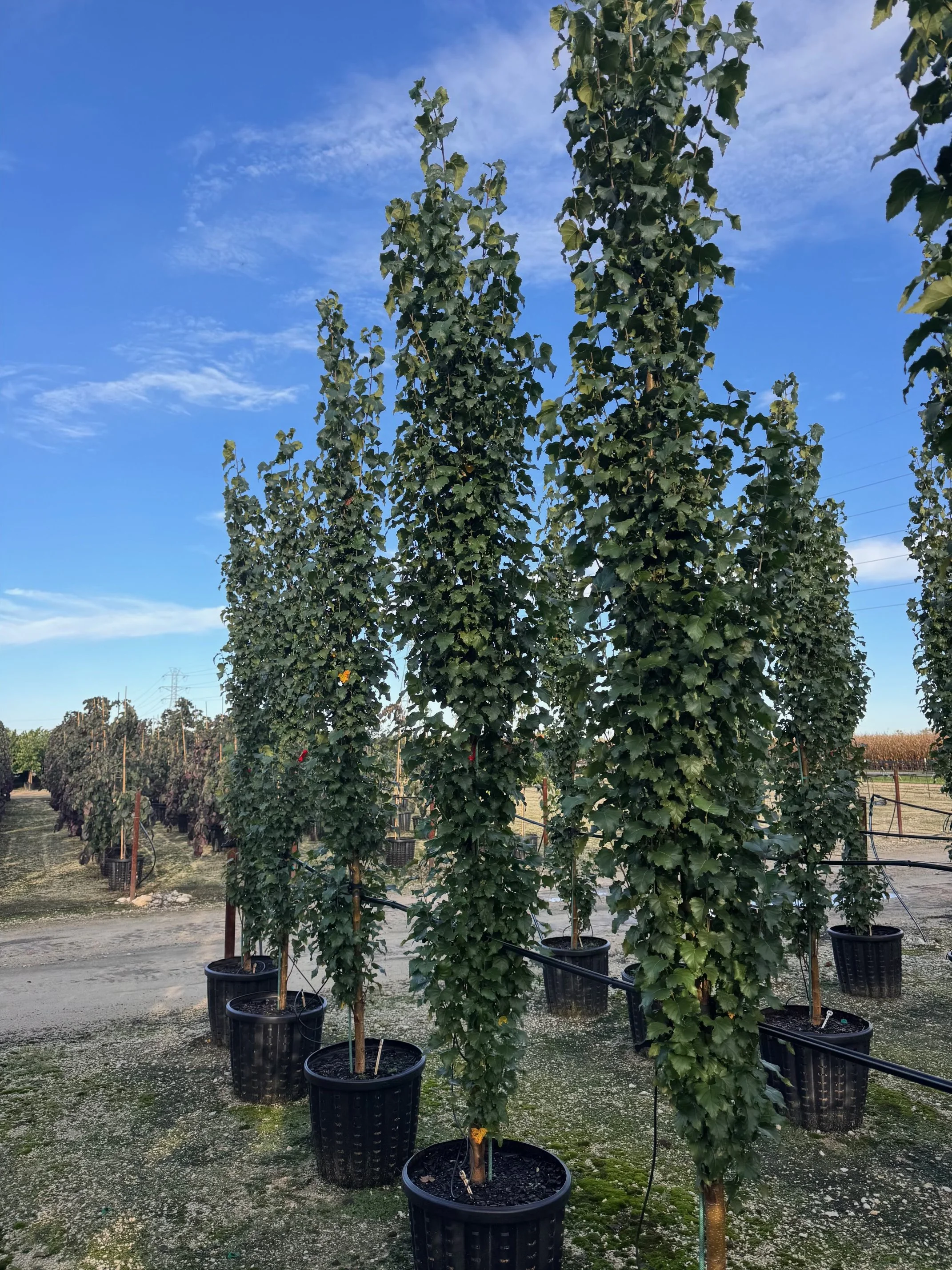 Betula platyphylla 'Jefpark' Parkland Pillar™.jpeg