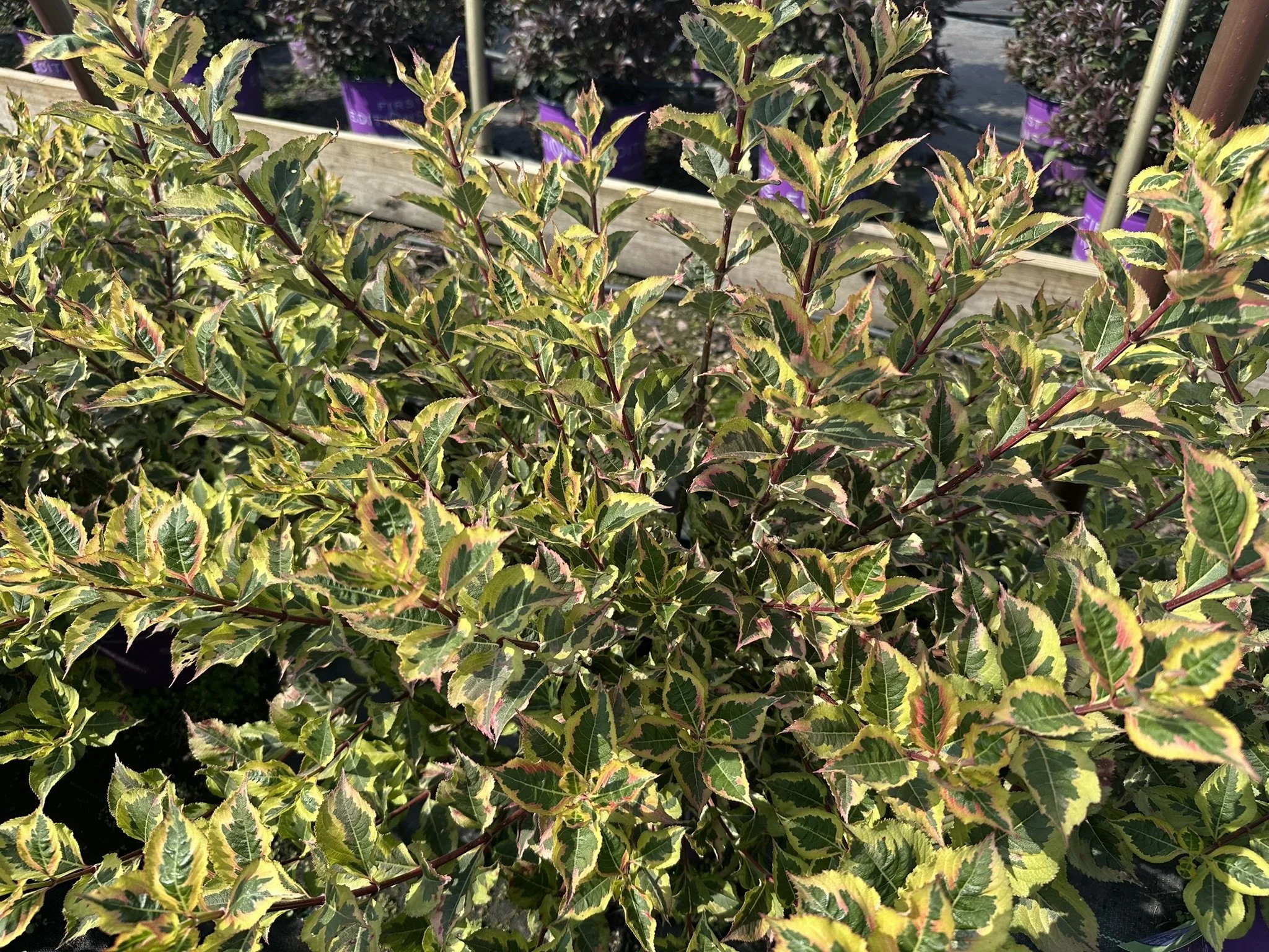 Weigela florida Rainbow Sensation™ 'Kolmagira' PP20384