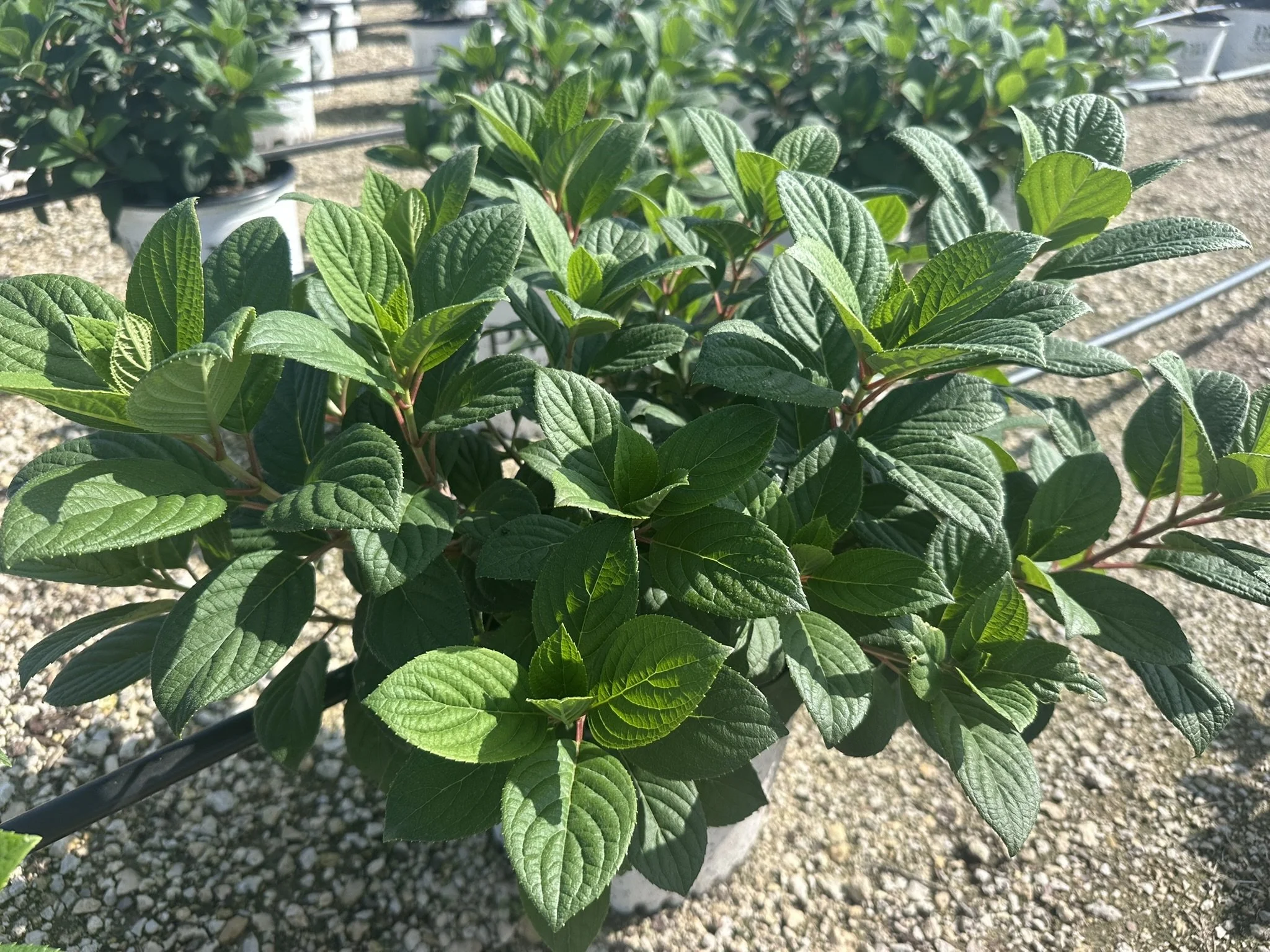 Hydrangea paniculata Little Quick Fire® 'SMHPLQF' PP25136