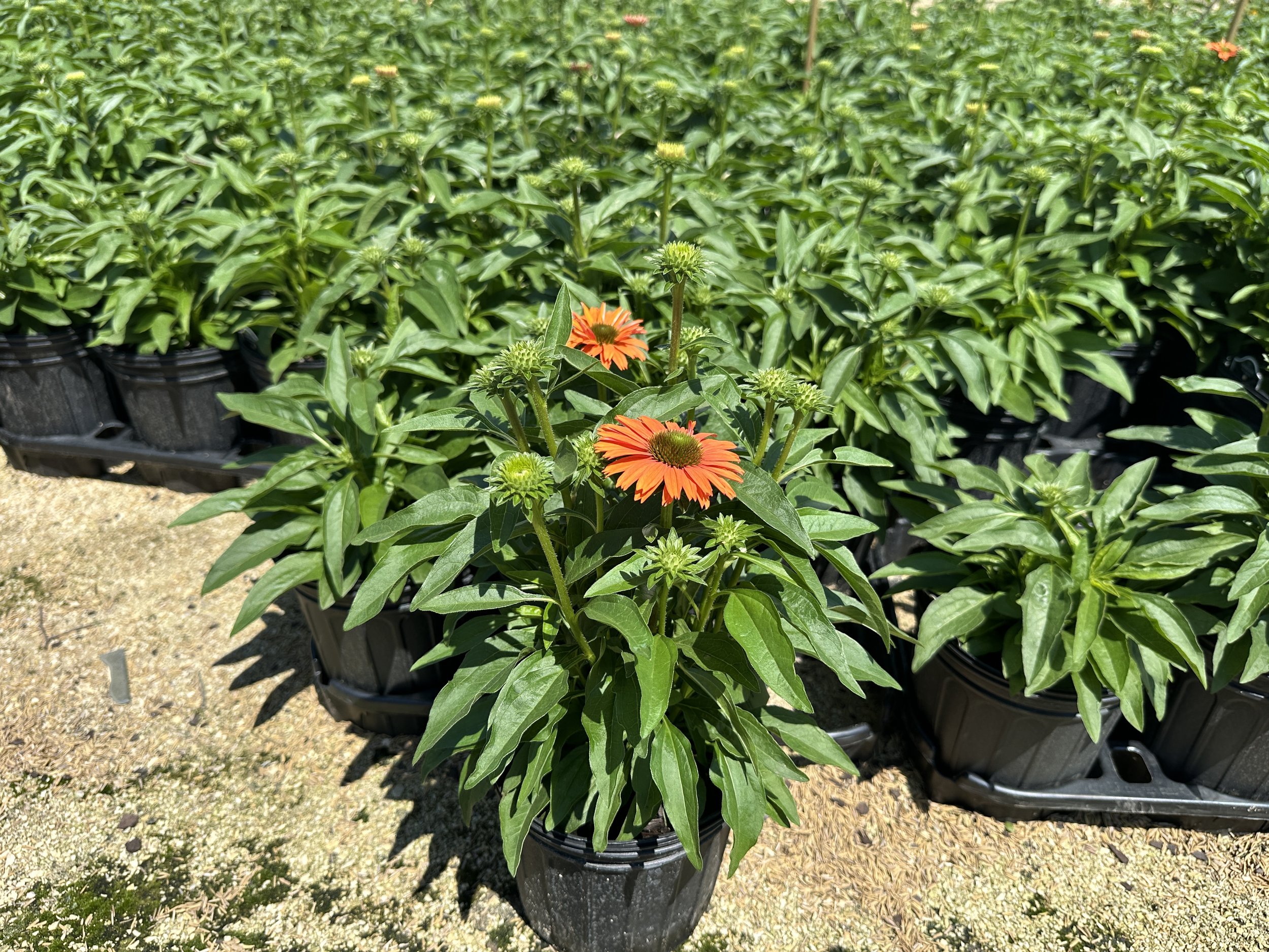 Echinacea Sunseekers® Mineola PPAF