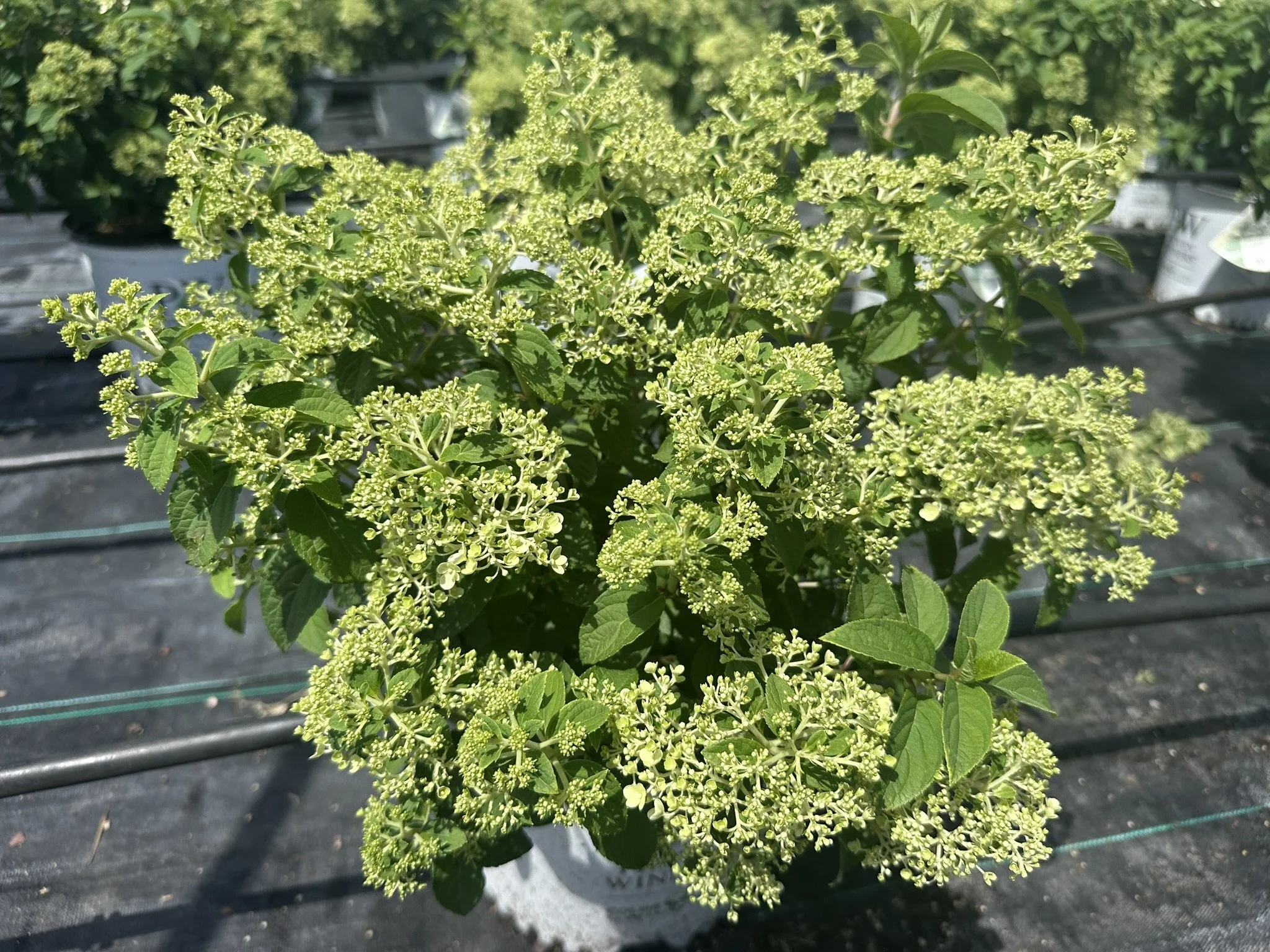 Hydrangea paniculata Bobo® 'ILVOBO' PP22782