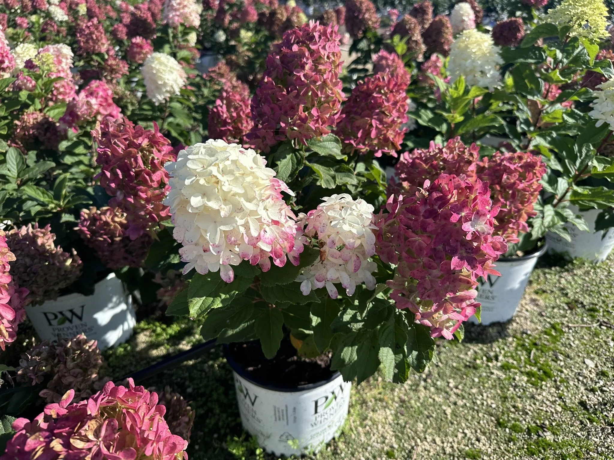 Hydrangea paniculata Quick Fire Fab® 'SMNHPM' PP32513