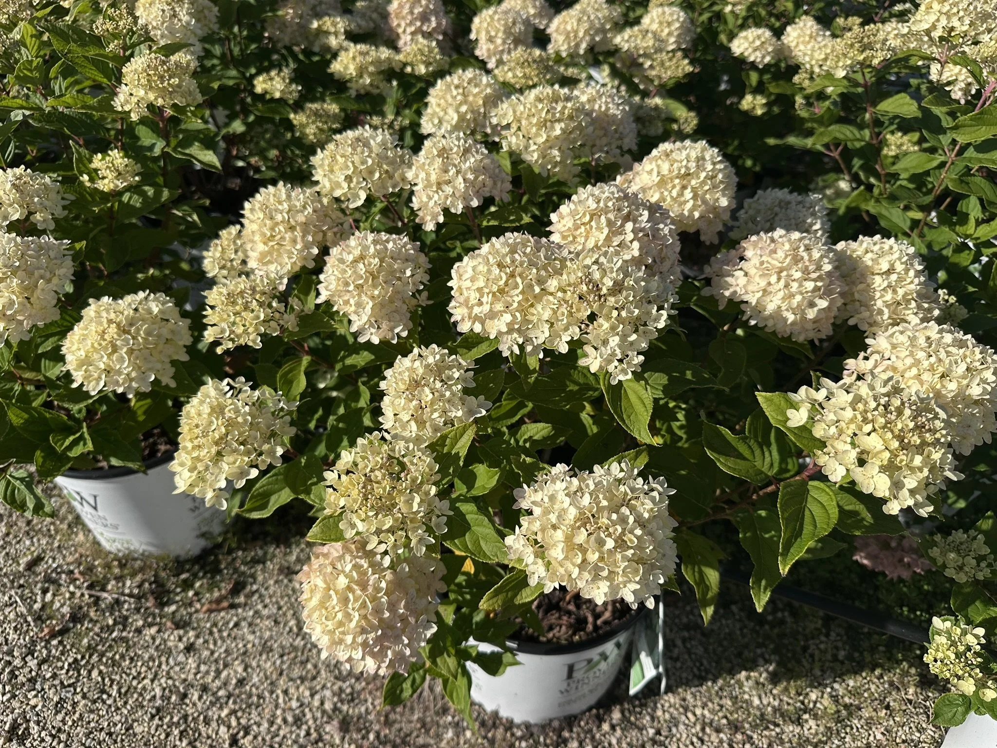 Hydrangea paniculata Little Lime® 'Jane' PP22330