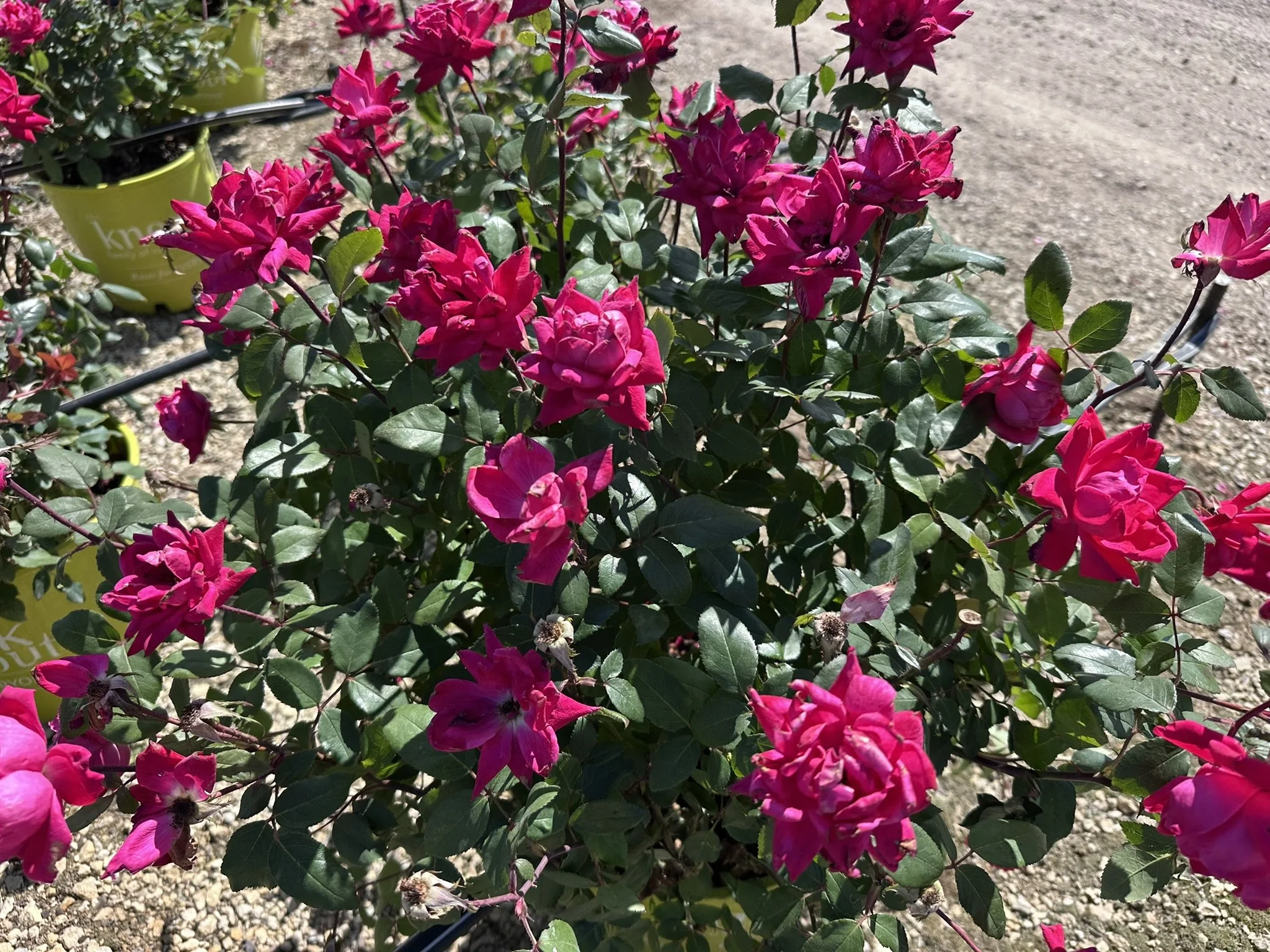 Rosa Double Knock Out® 'Radtko' PP16202