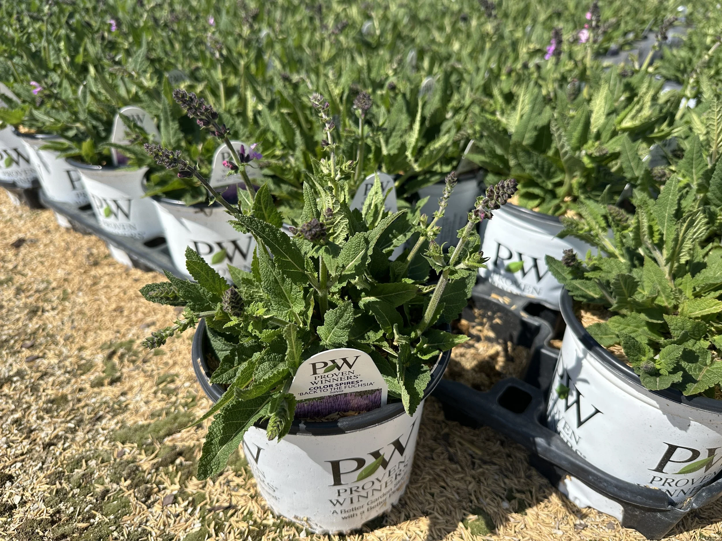 Salvia Color Spires® 'Back to the Fuchsia' PP32920