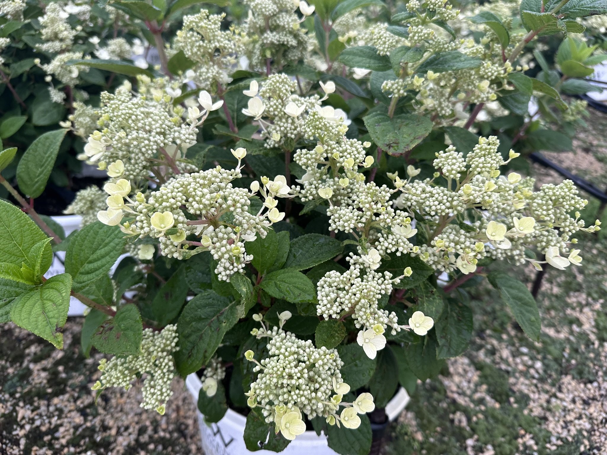 Hydrangea paniculata Quick Fire® 'Bulk' PP16812