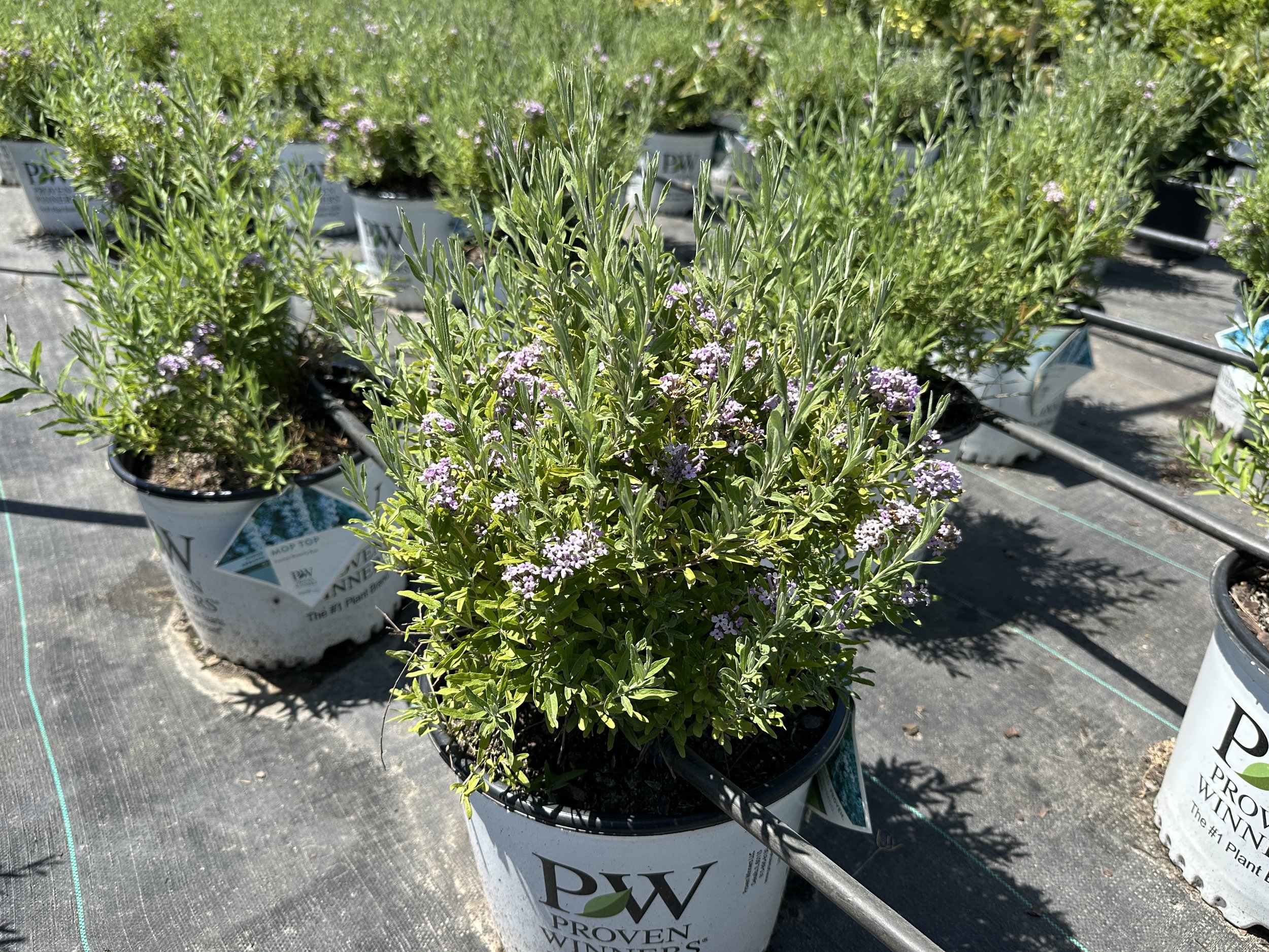 Buddleia alternifolia Mop Top™ 'SMNBAB' PPAF