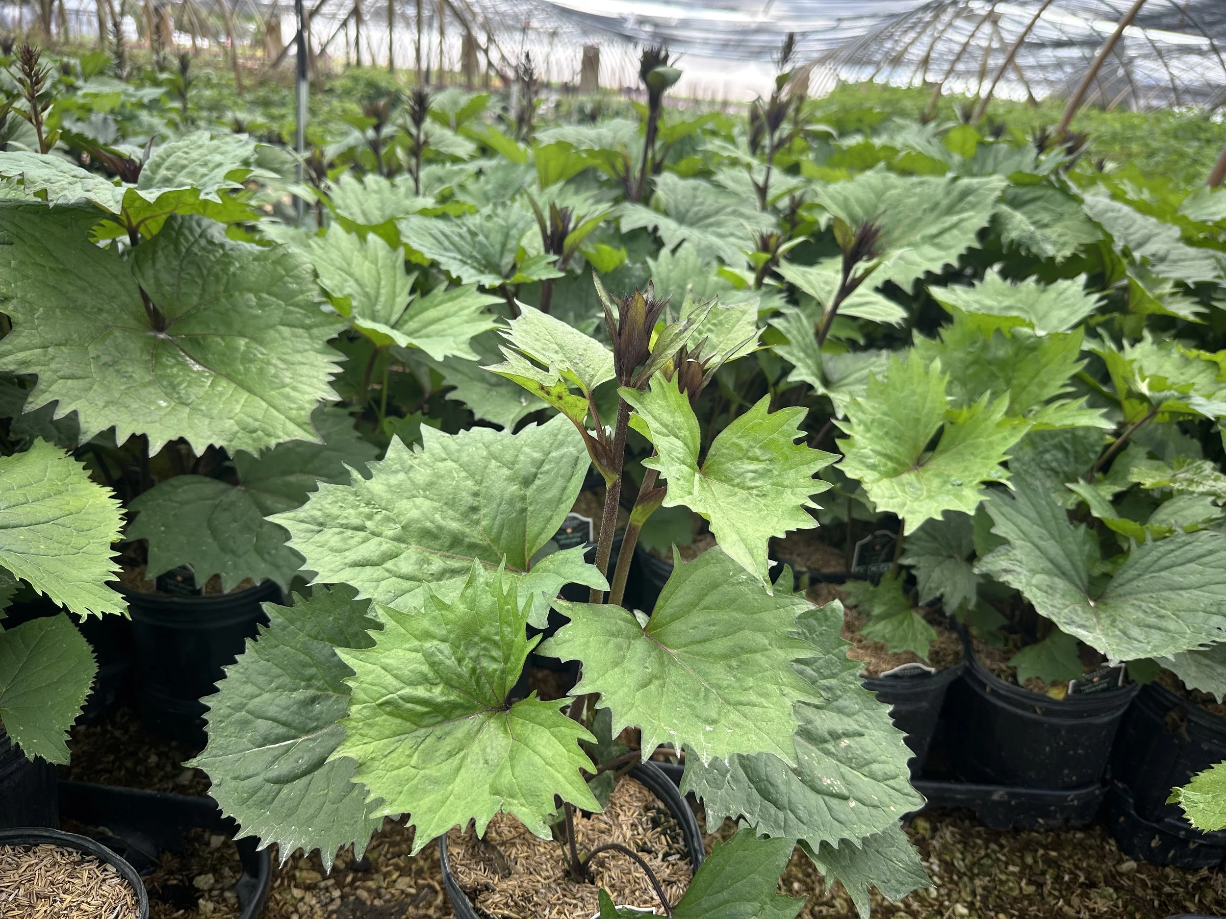 Ligularia Little Rocket.JPG
