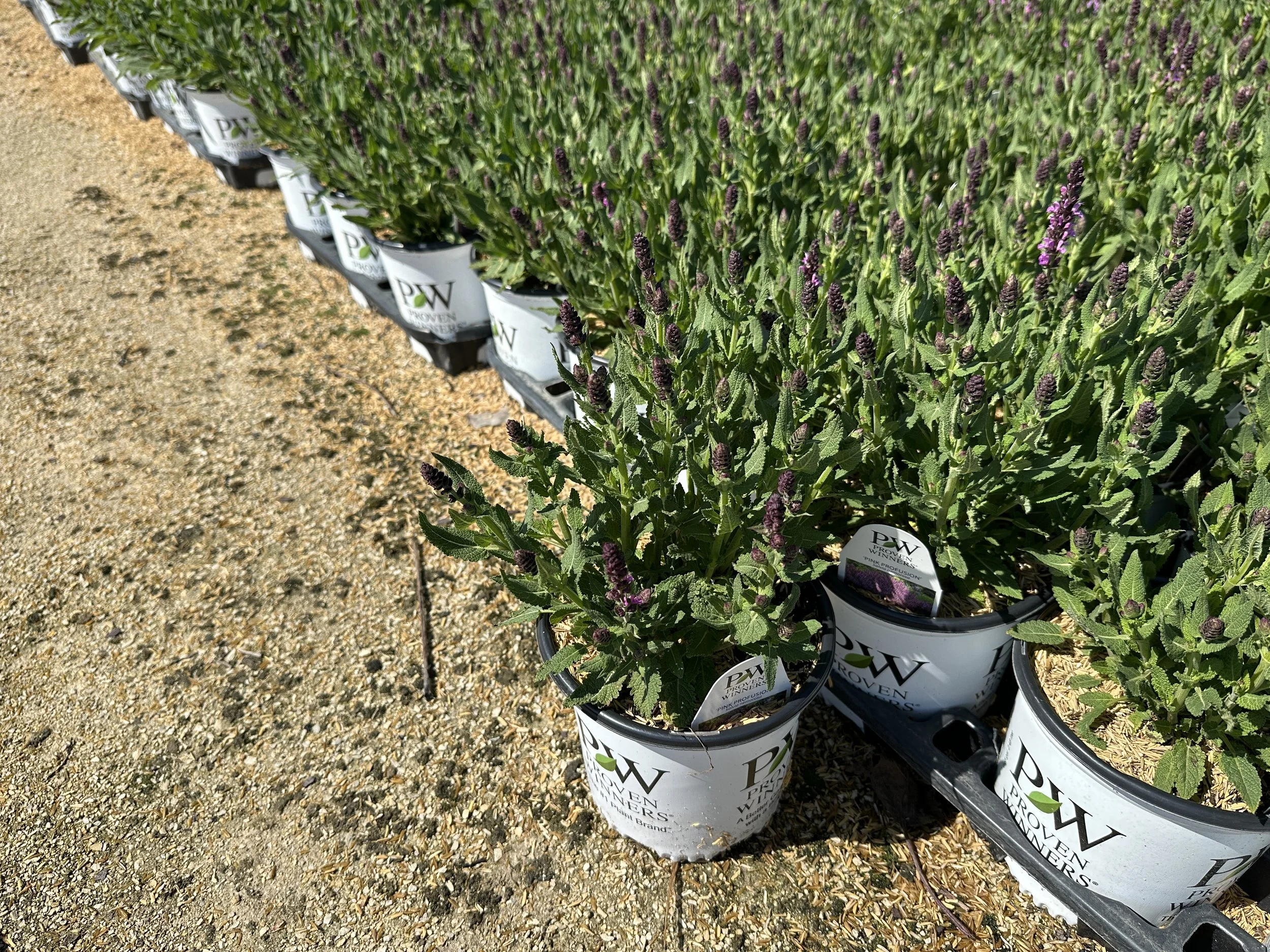 Salvia nemorosa 'Pink Profusion' PP31435