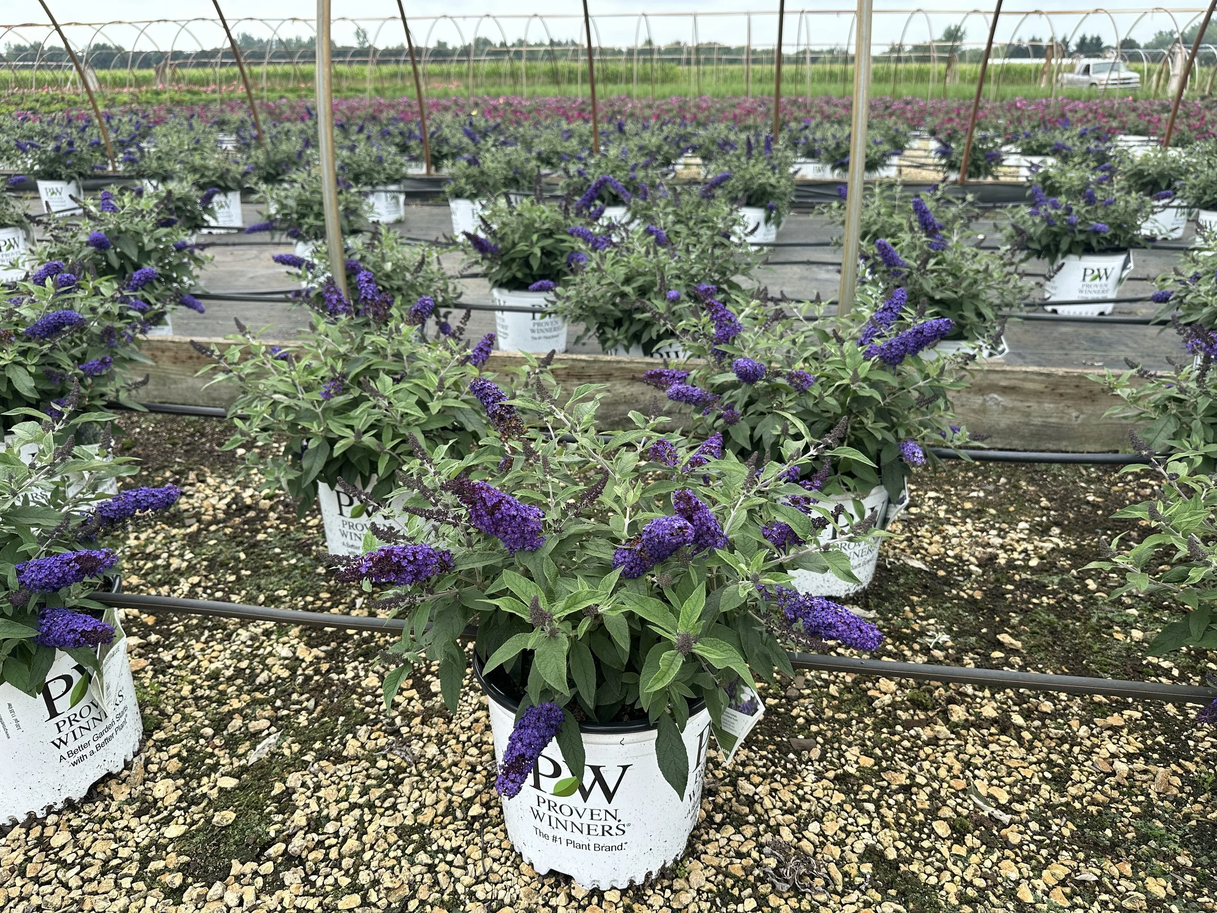 Buddleia Pugster Blue® 'SMNBDBT' PP28794