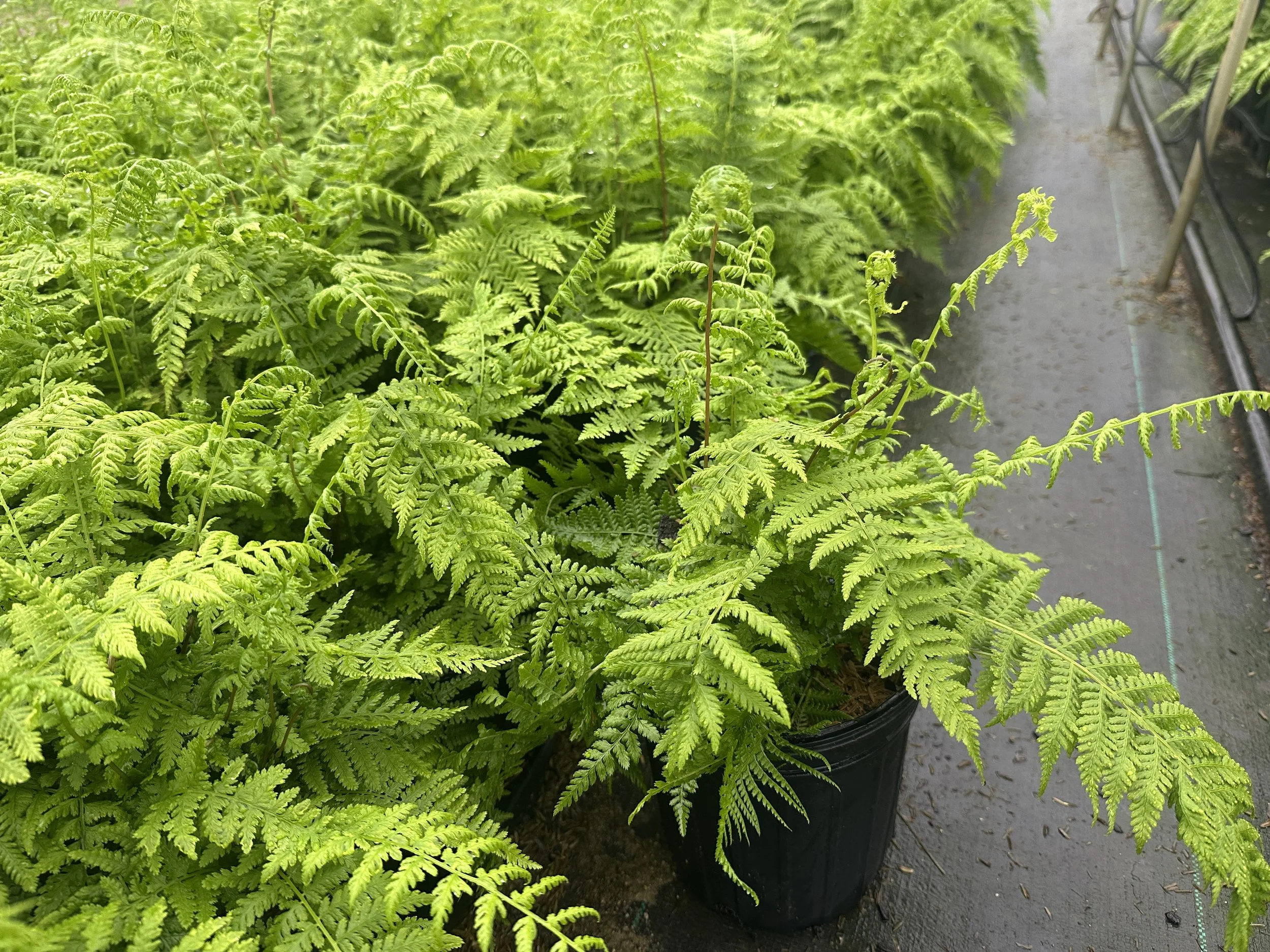 Athyrium filix-femina var. angustum 'Lady in Red'
