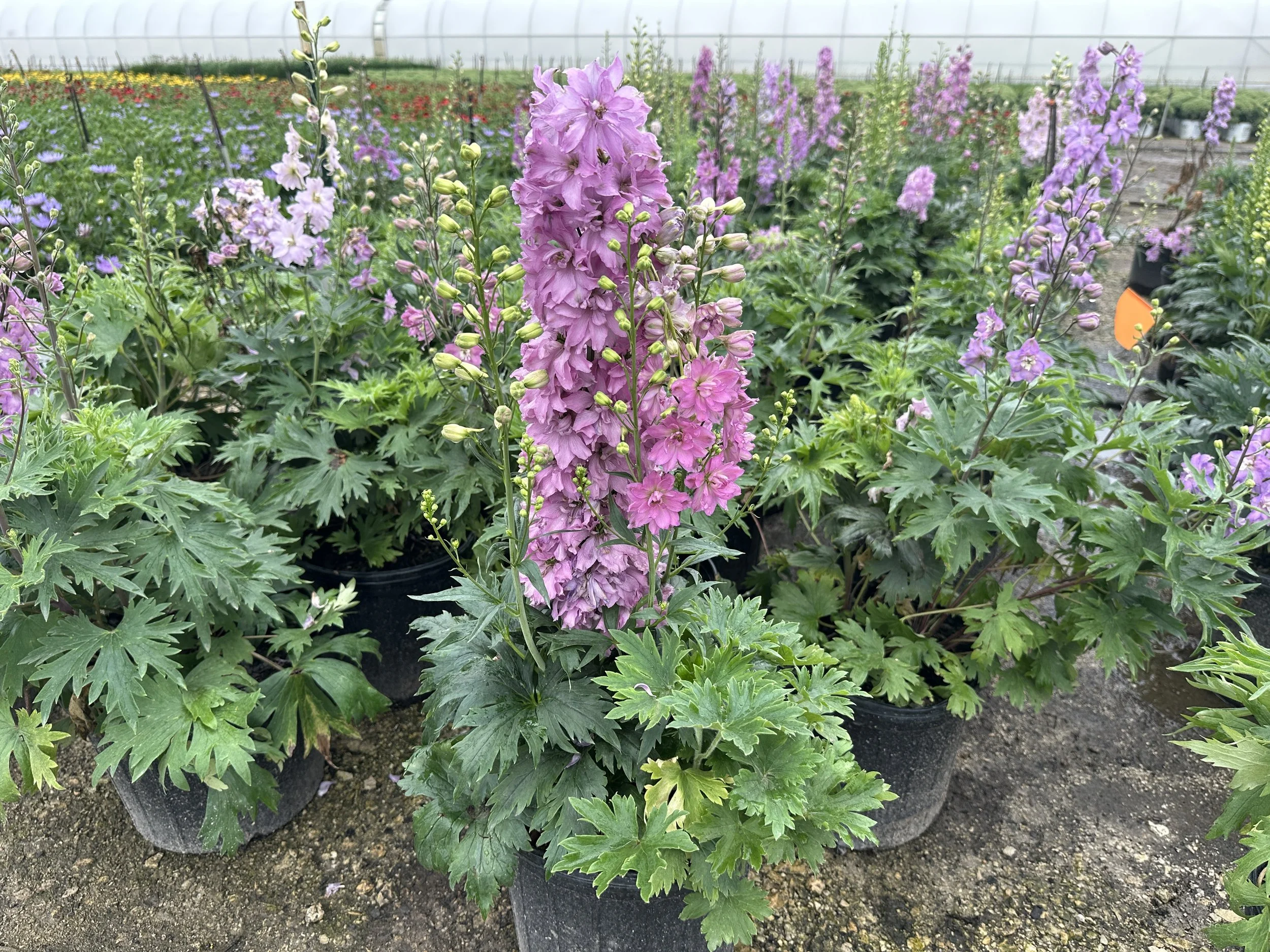 Delphinium 'Mini Pinks'