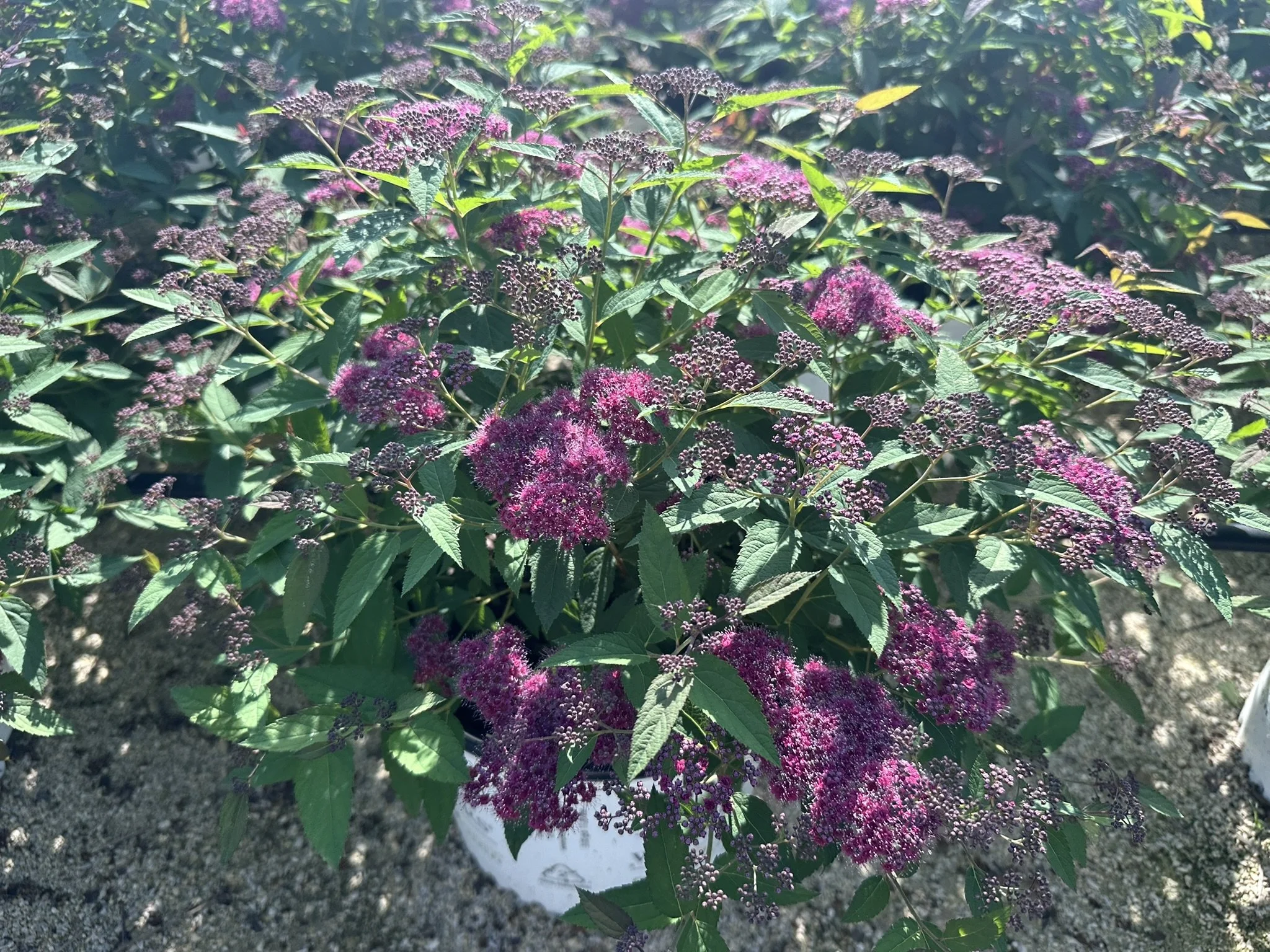 Spiraea japonica Double Play® Red 'SMNSJMFR' PP26993